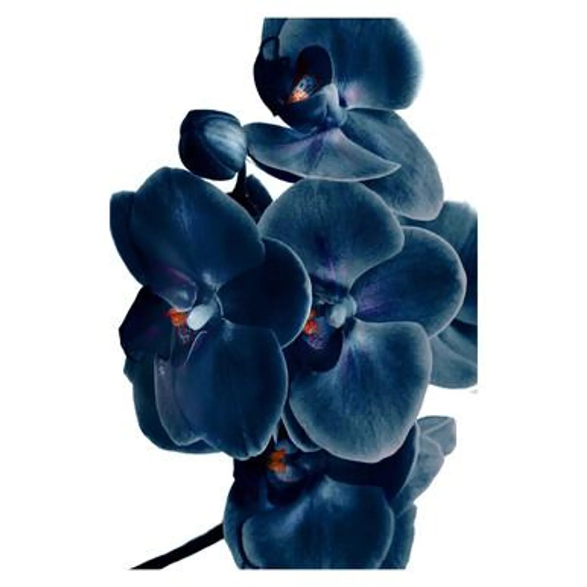 ARTE DE VIDRIO DE ORQUÍDEA AZUL