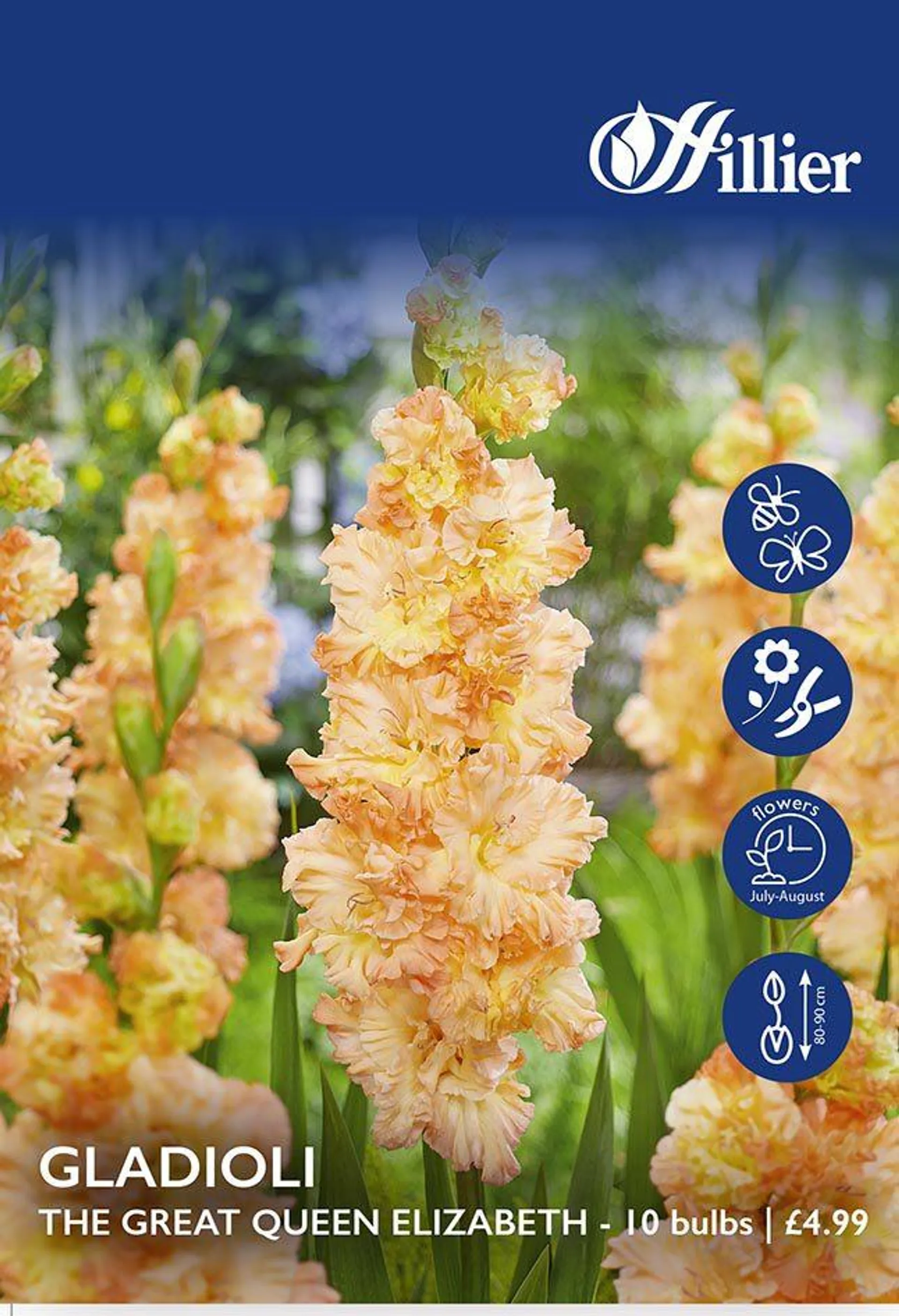 Gladioli The Great Queen Elizabeth Bulbs