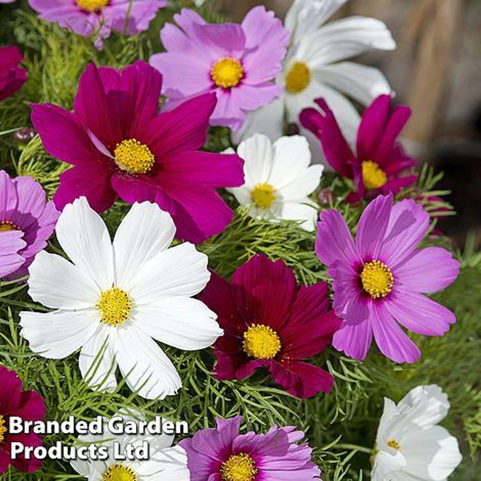 Cosmos 'Candyfloss Mix' - Seeds