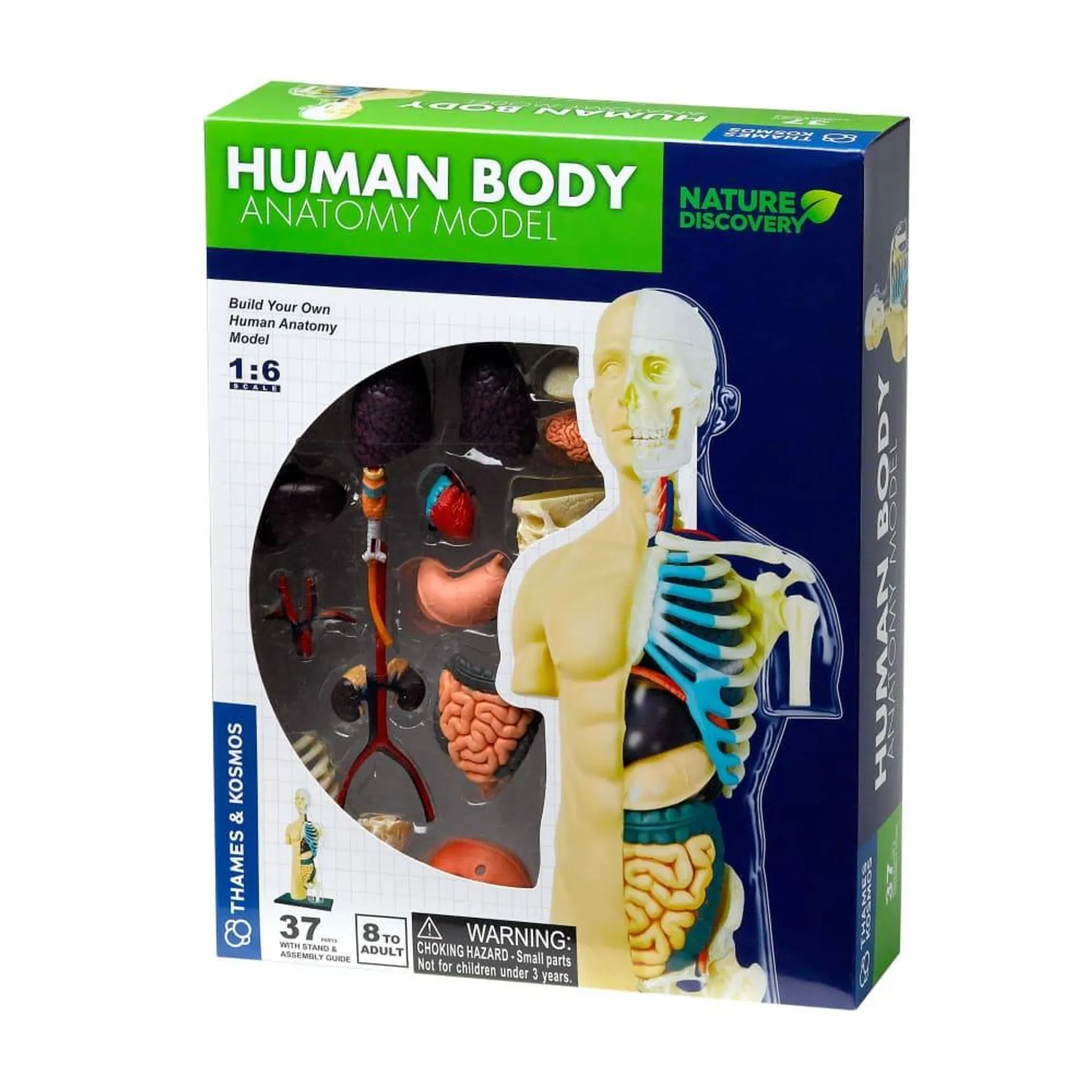 Human Torso Assembly Kit