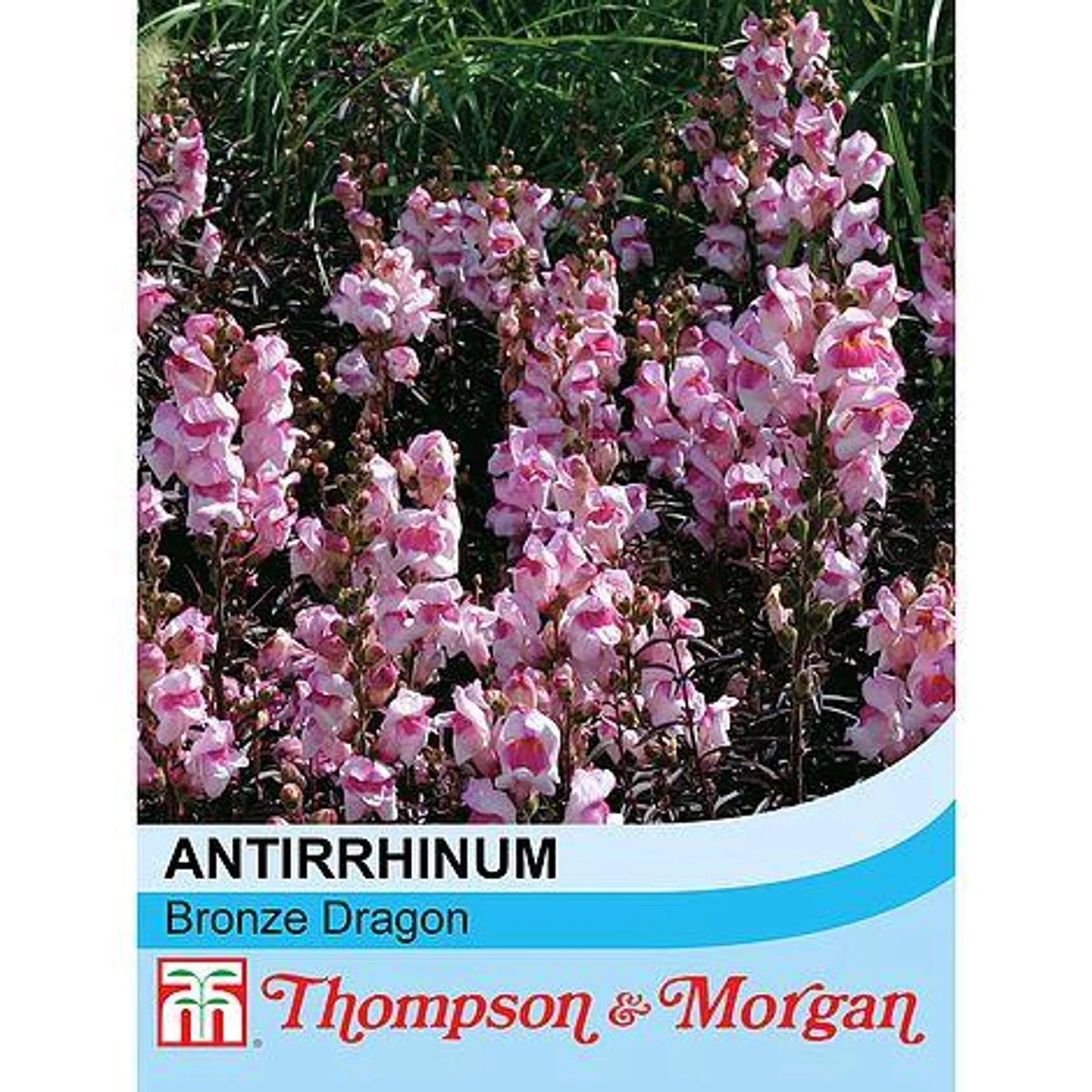 Antirrhinum majus 'Bronze Dragon' - Seeds