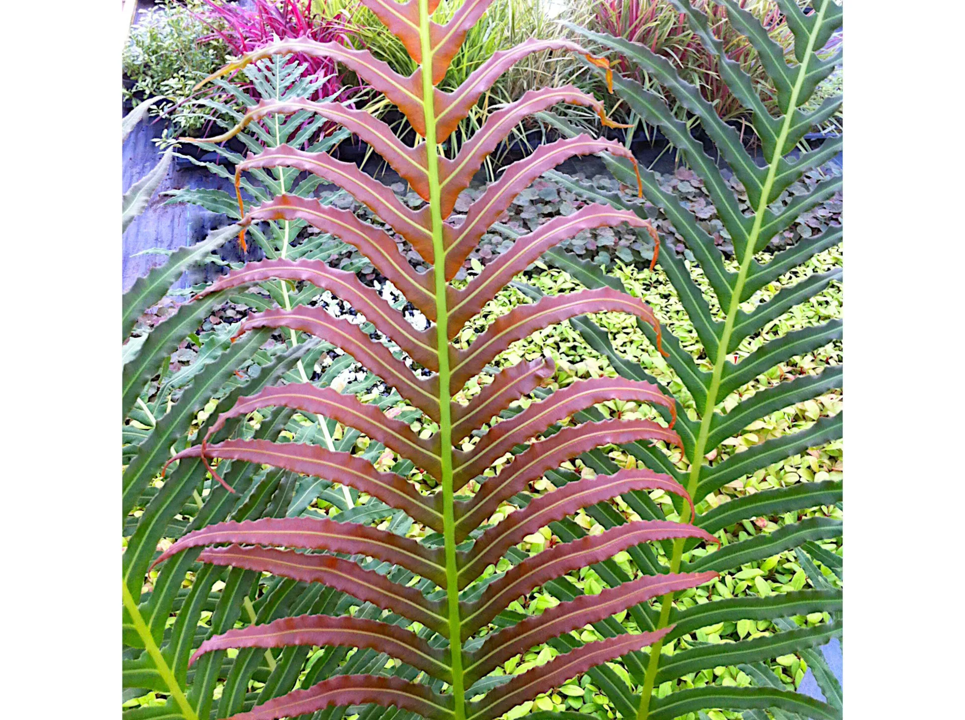 Blechnum brasiliense ‘Volcano’ 2L