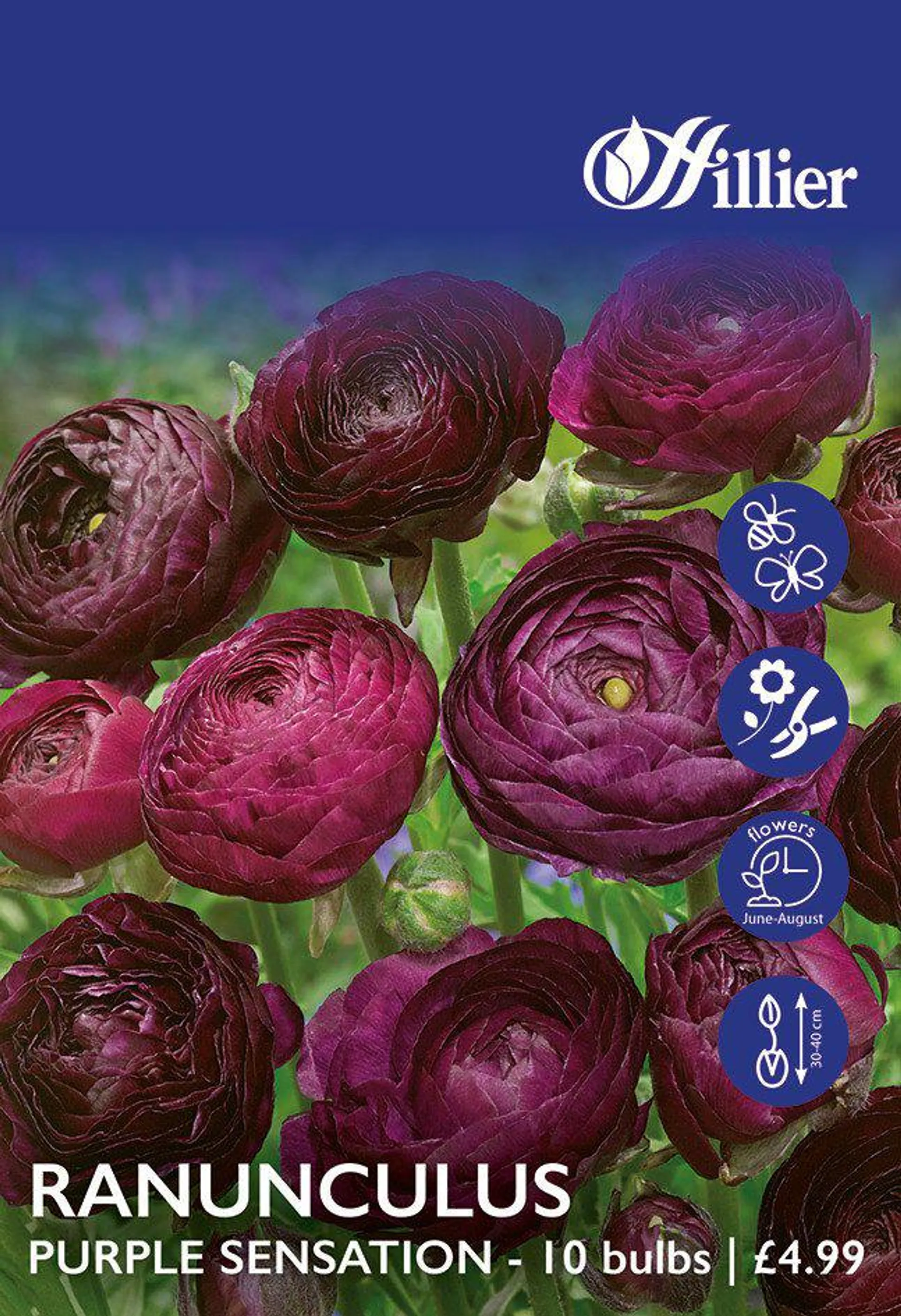 Ranunculus Bulbs Purple Sensation