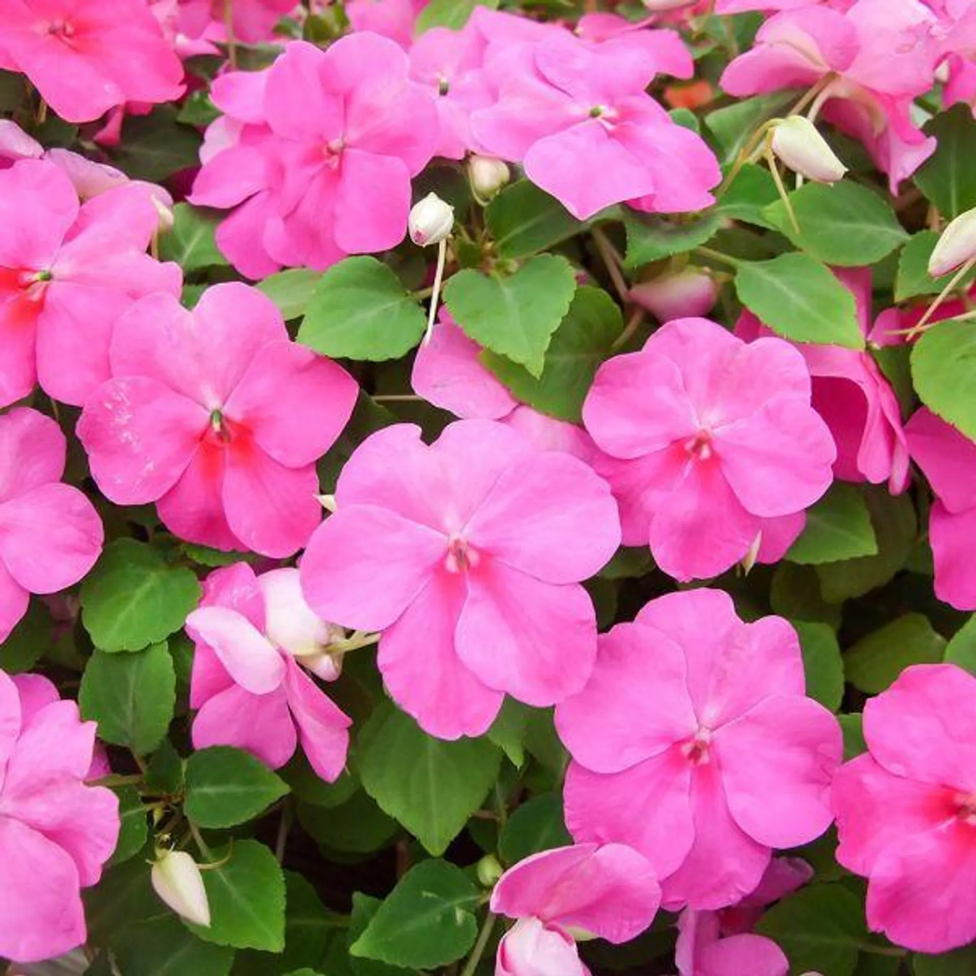 Impatiens Rose 6 Pack