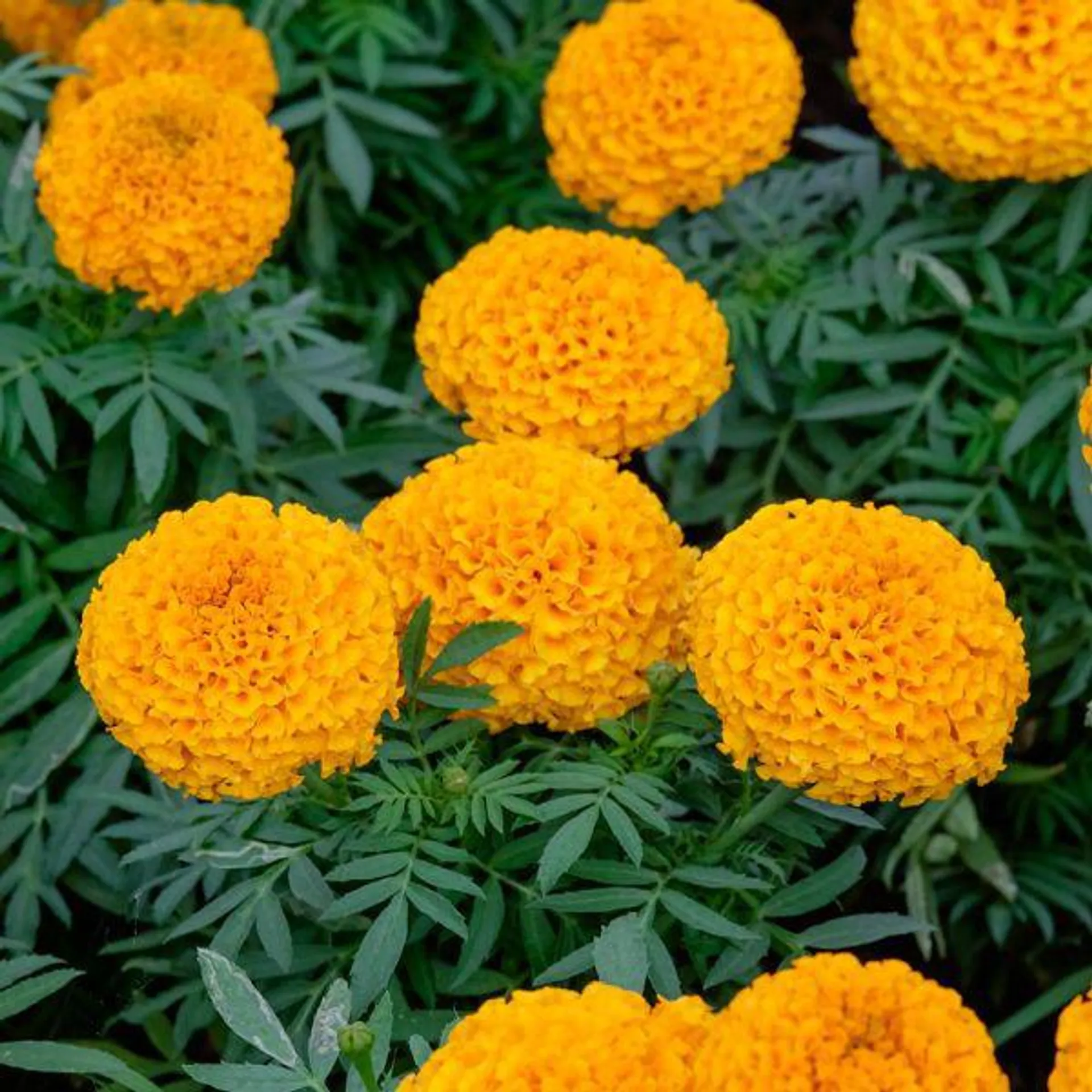 African Marigold - Jumbo 6 Pack