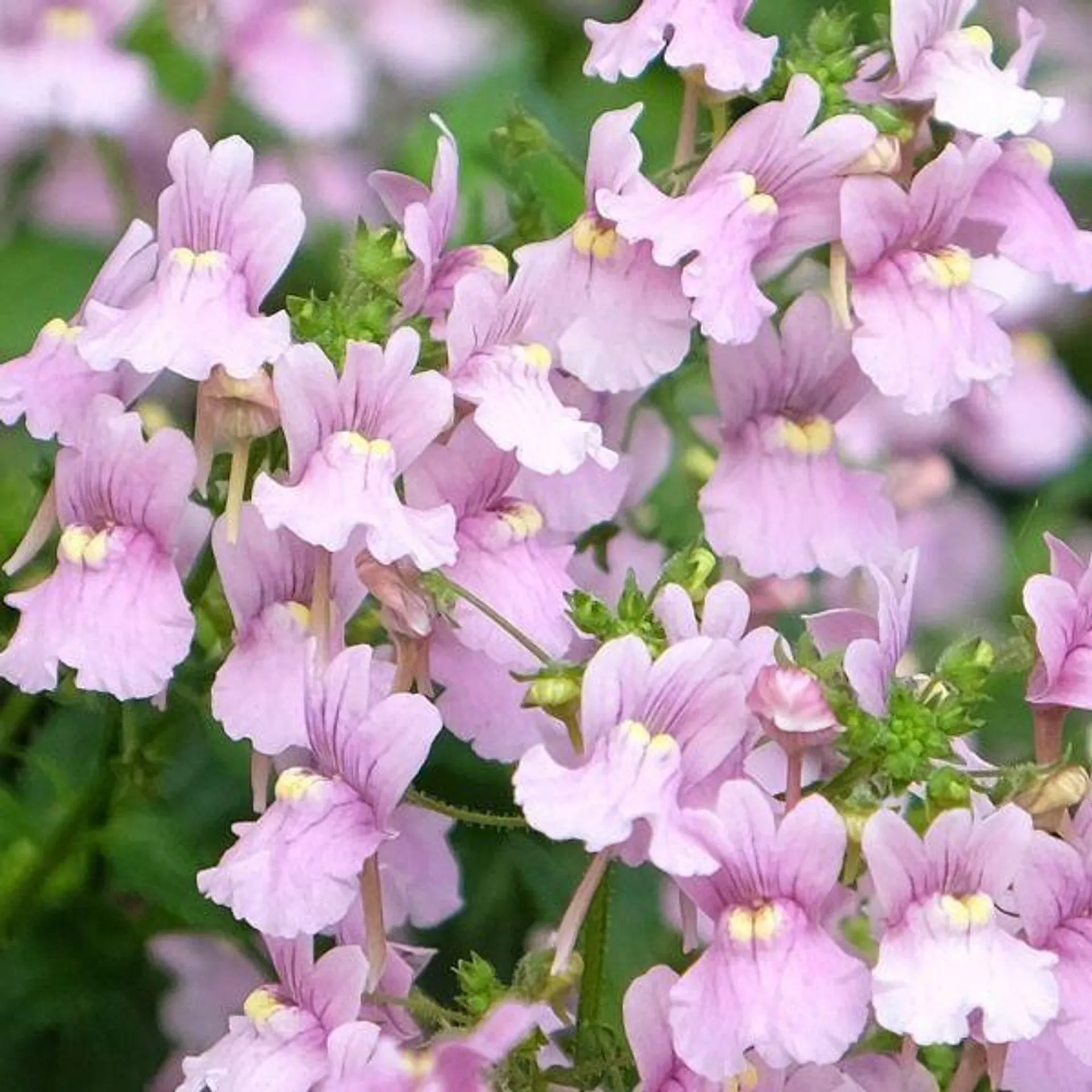 Nemesia Confetti 2 Litre