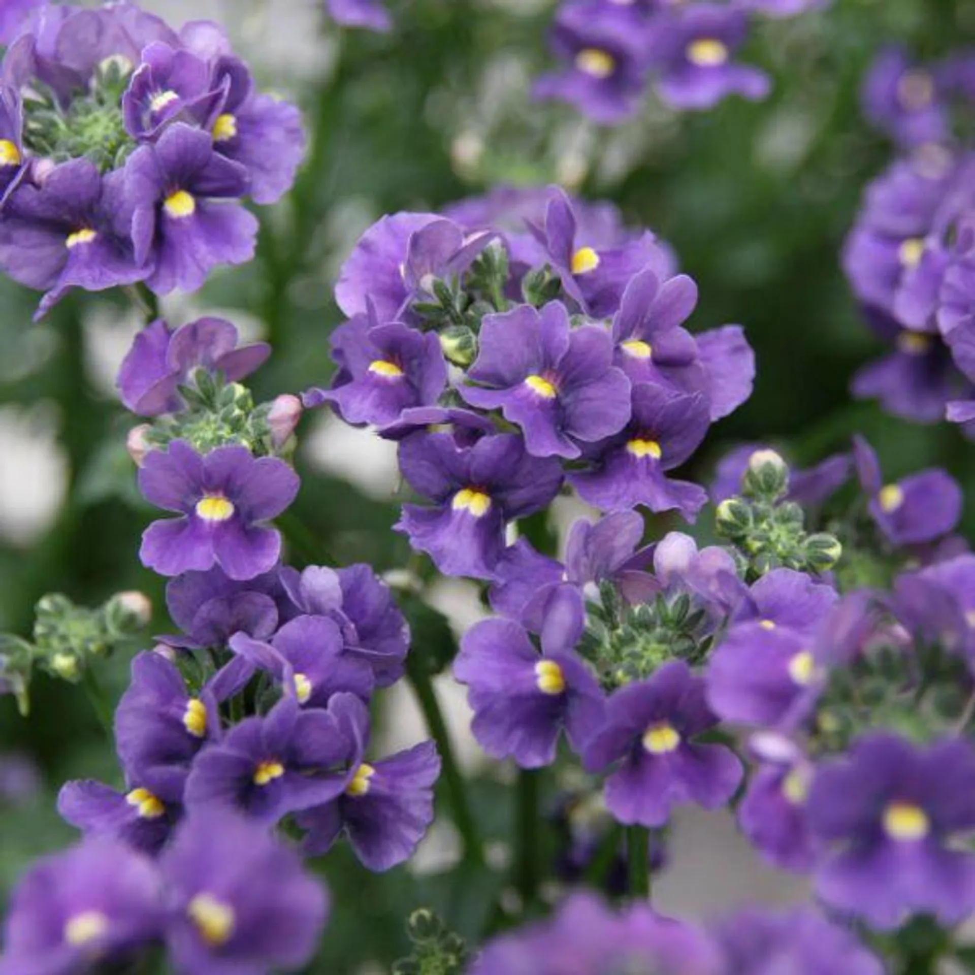 Nemesia Celebration 2 Litre