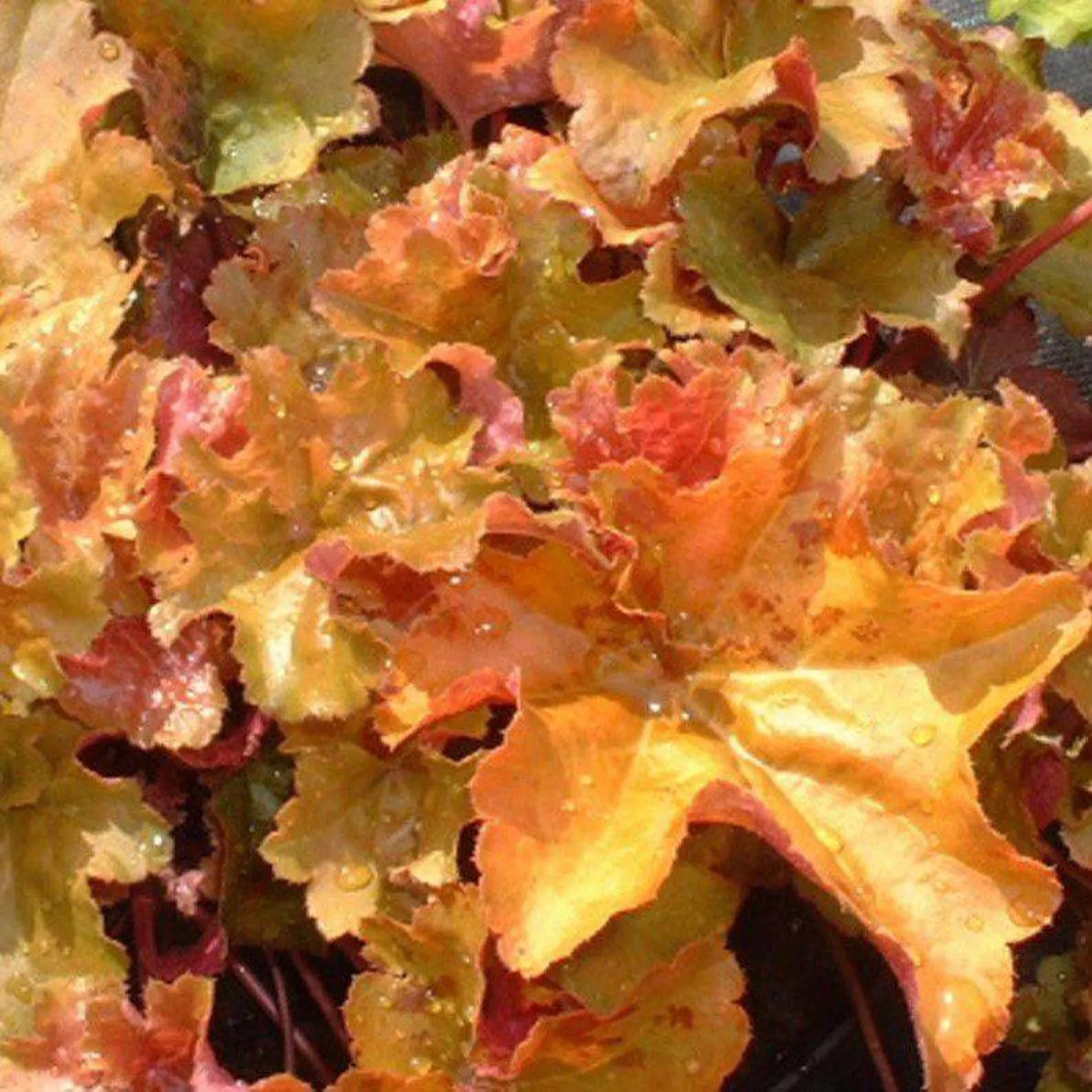 Heuchera ‘Creme Brulee’ 2L