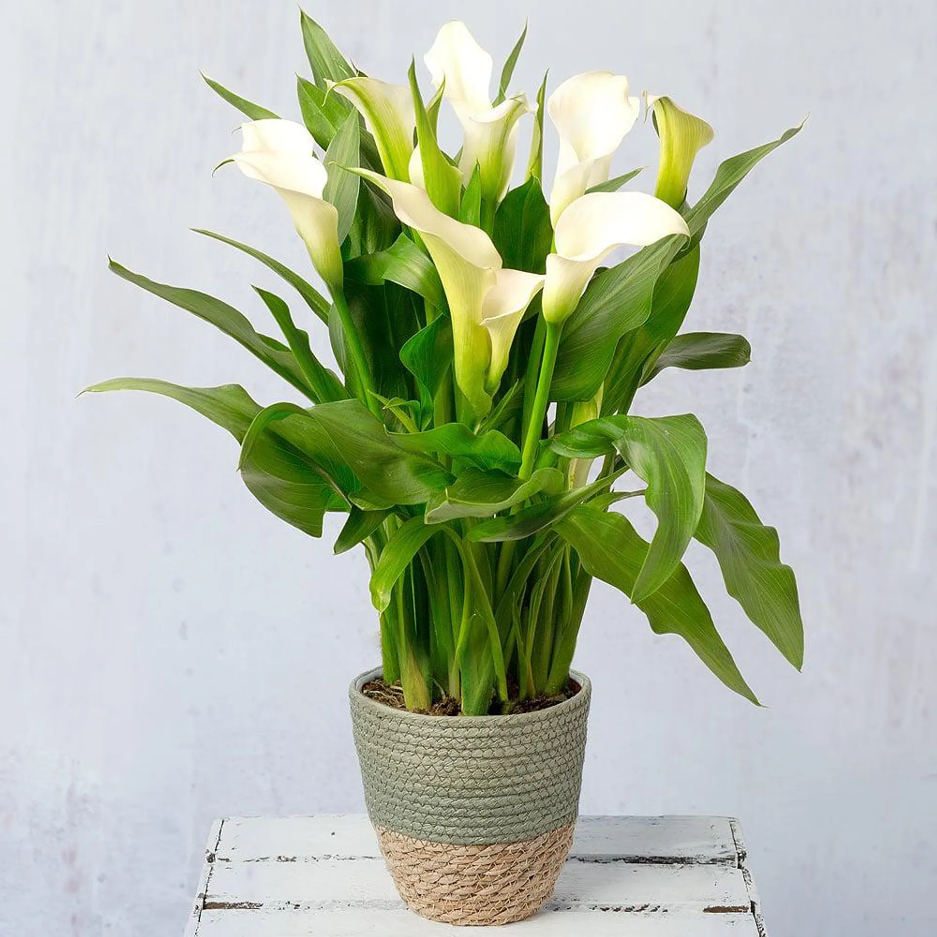White Calla Lily Plant