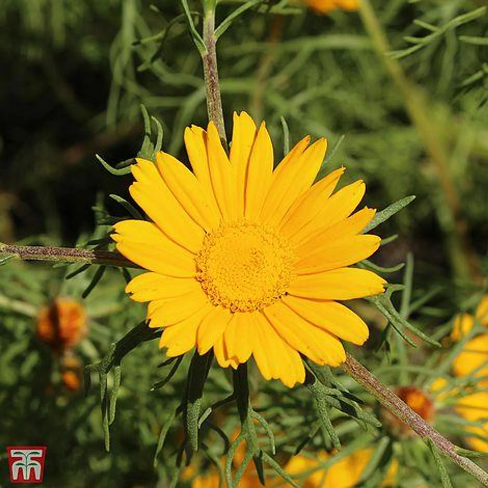 Cladanthus arabicus 'Golden Crown' - Seeds