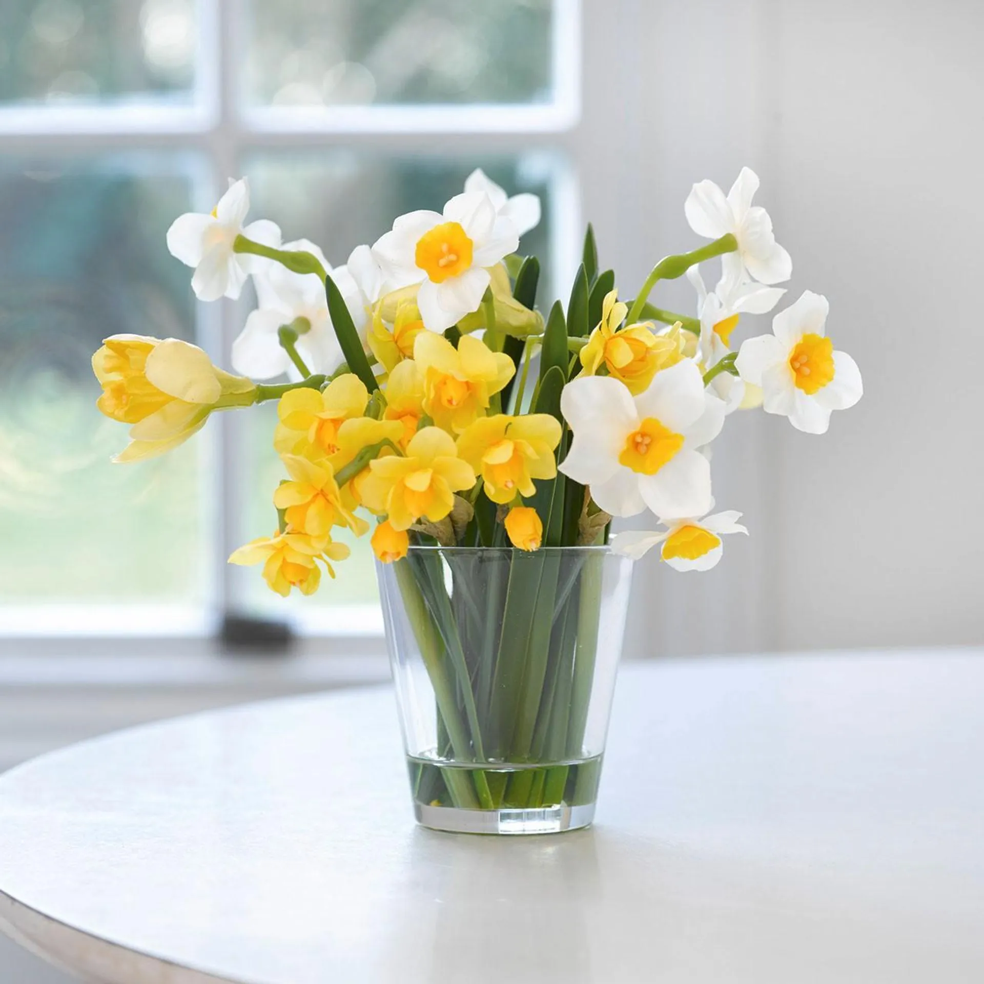 Paperwhite Narcissus Arrangement in 1colour