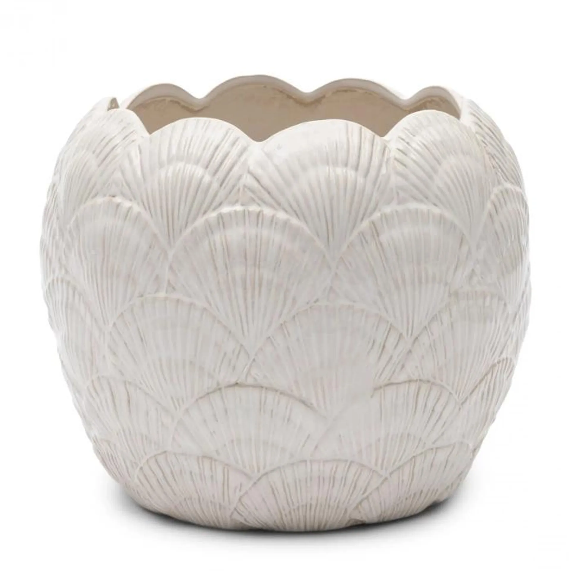 Planter Shell