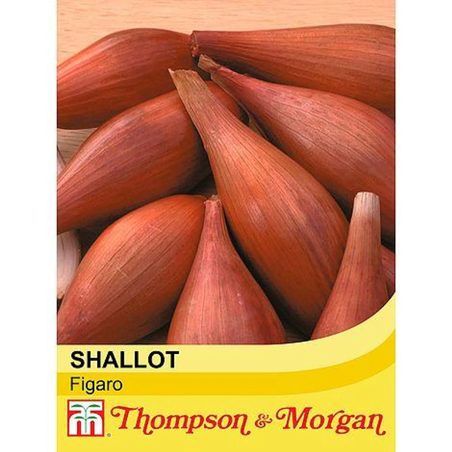 Shallot 'Figaro' - Seeds