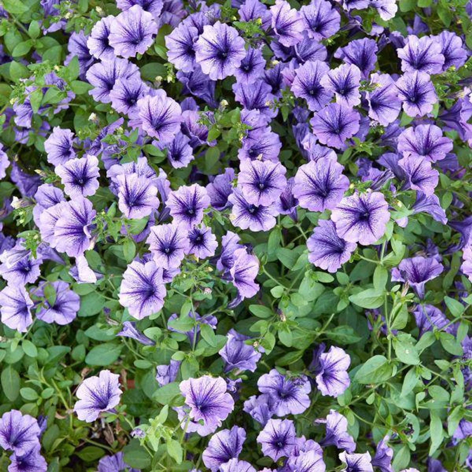 Petunia Blue Vein 6 Pack