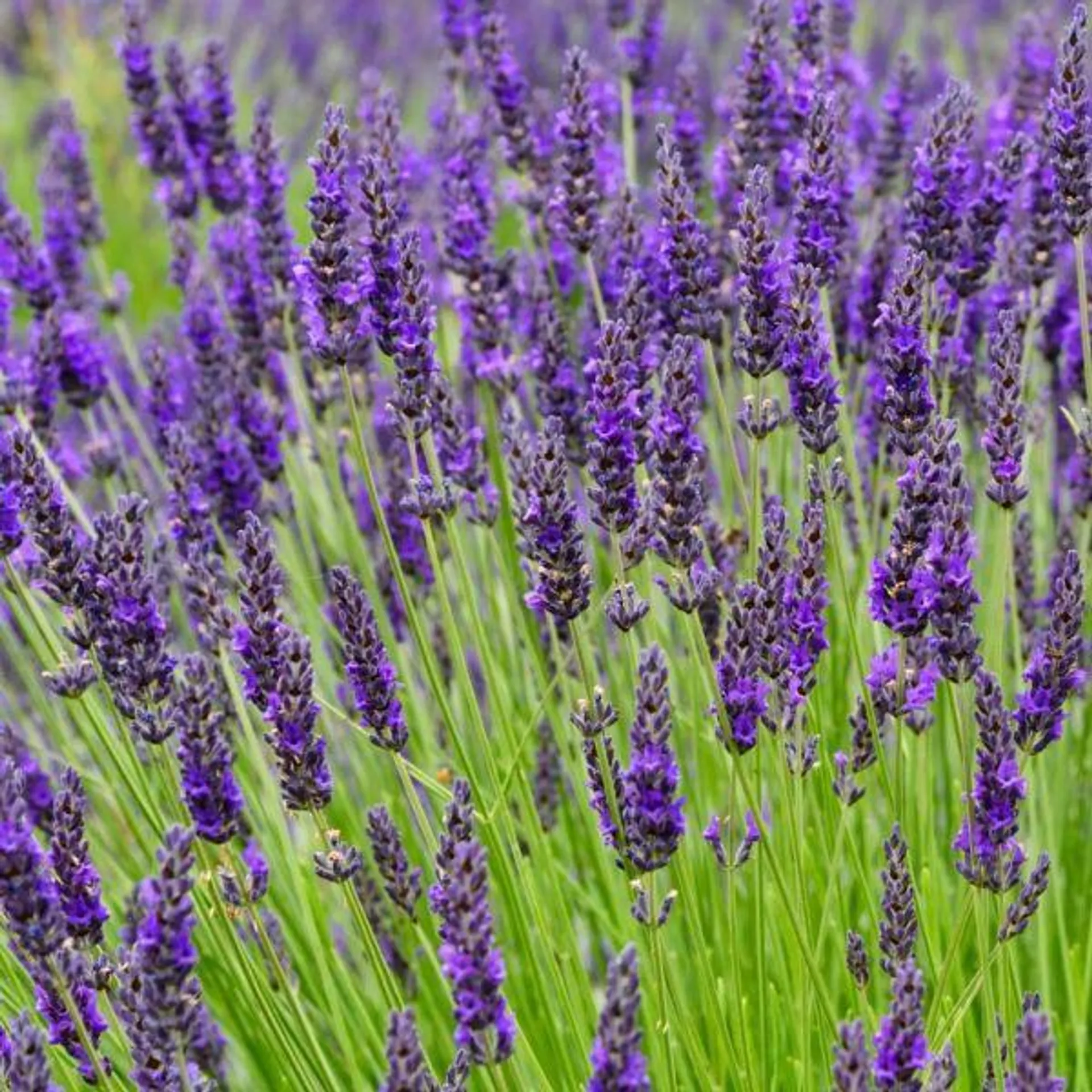 English Lavender 'Intermedia Grosso' 2 Litre