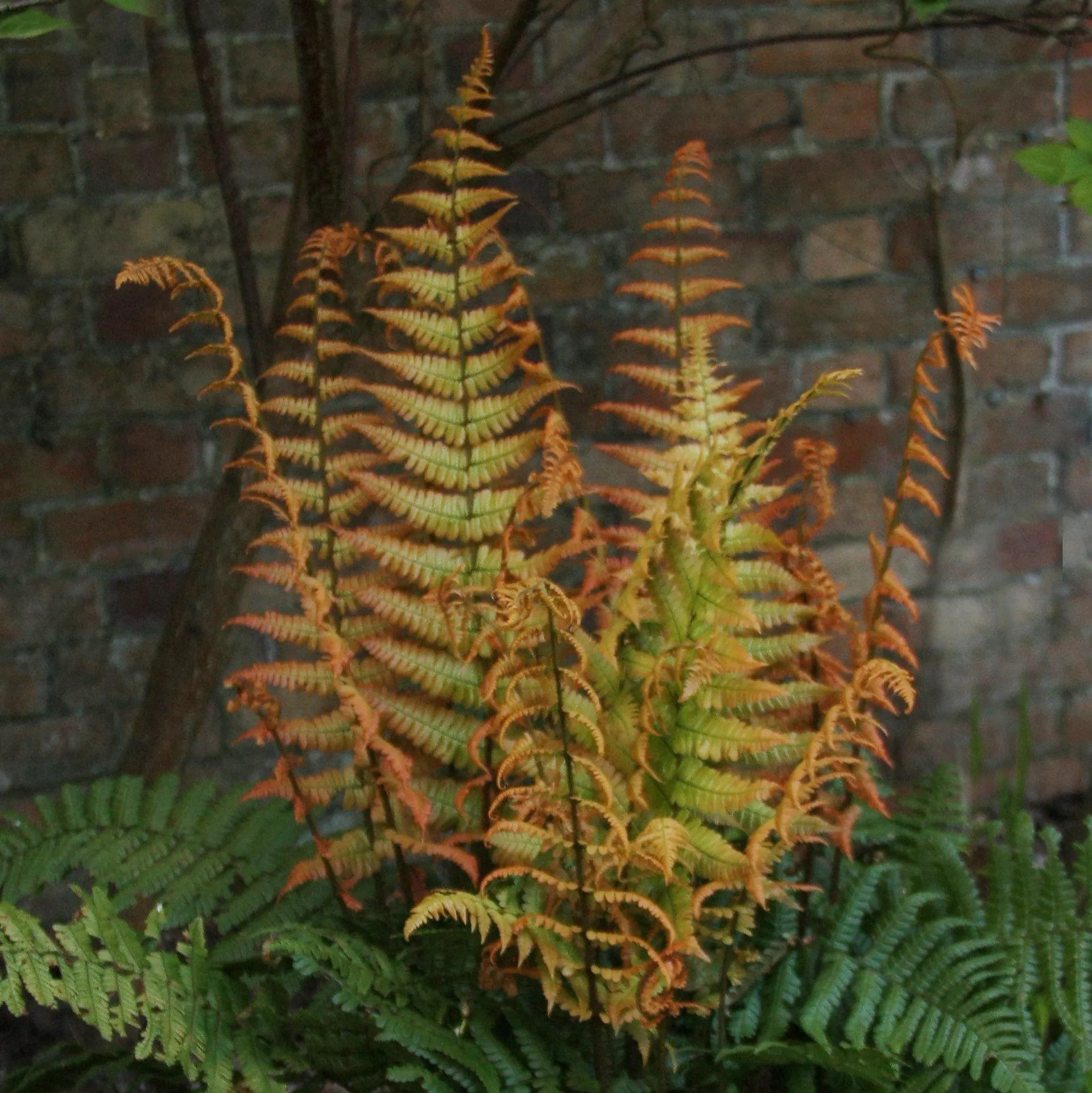 Dryopteris wallichiana Jurassic Gold