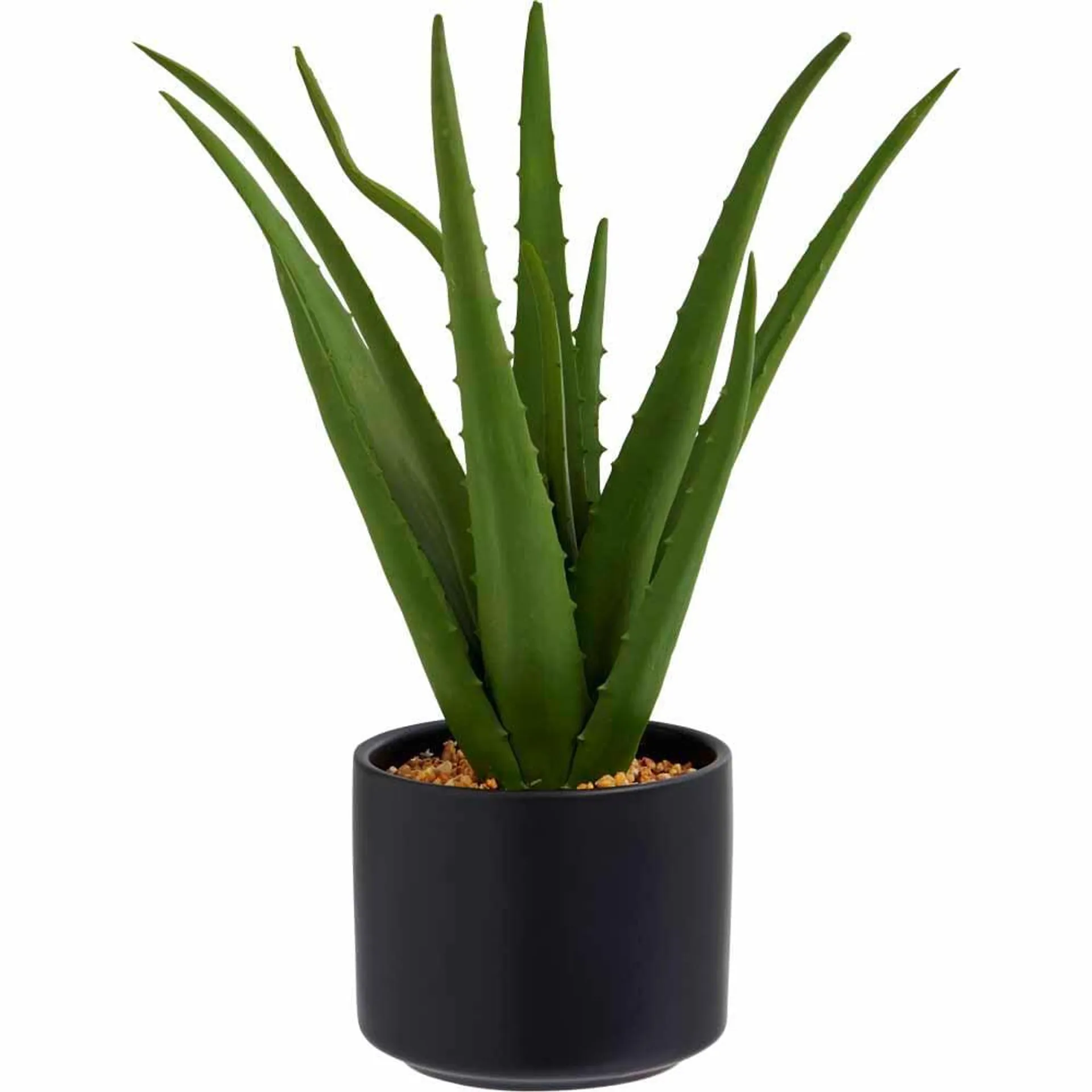 Wilko Aloe Vera in Black Ceramic Pot