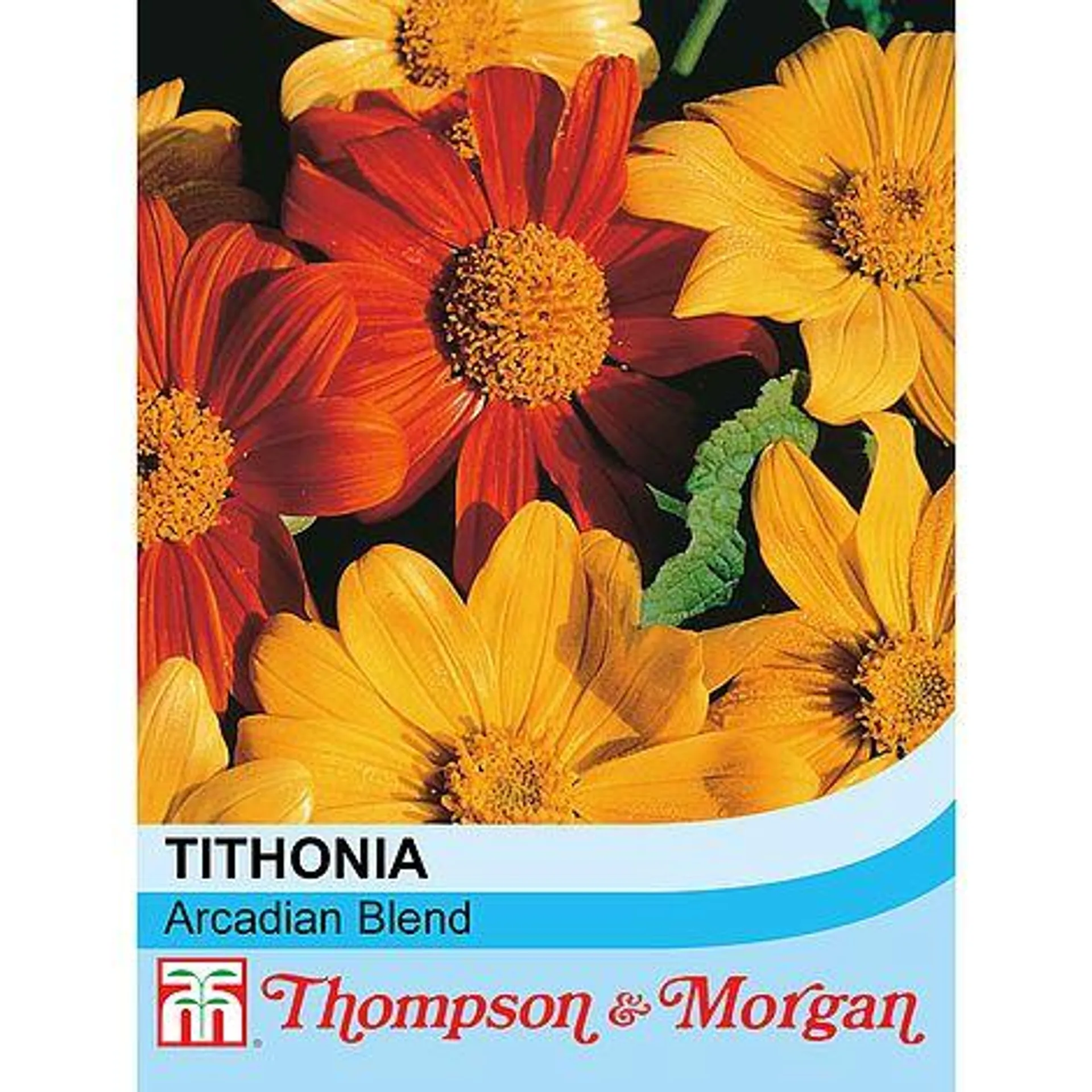 Tithonia rotundifolia 'Arcadian Blend' - Seeds