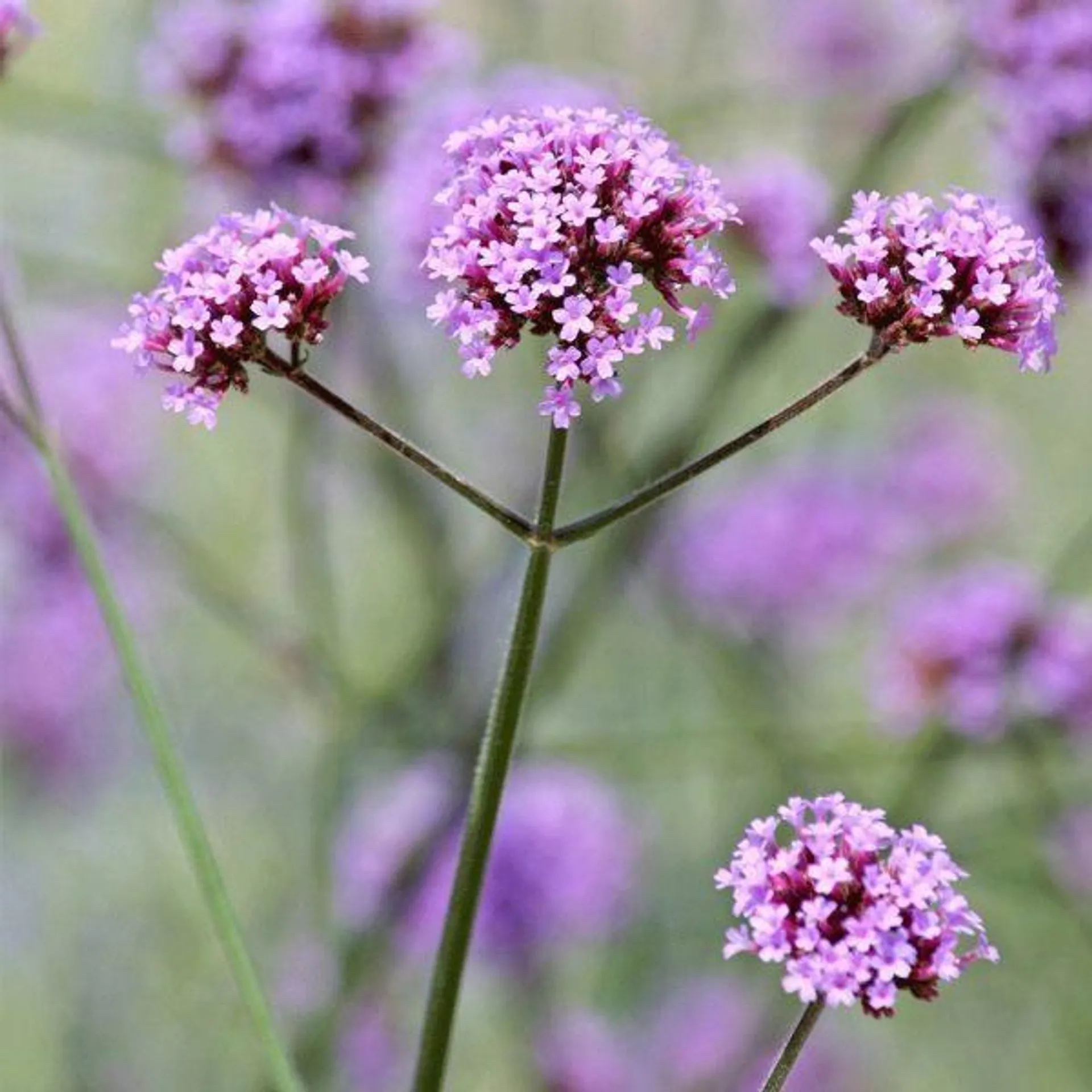 Verbena bonariensis 1 Litre