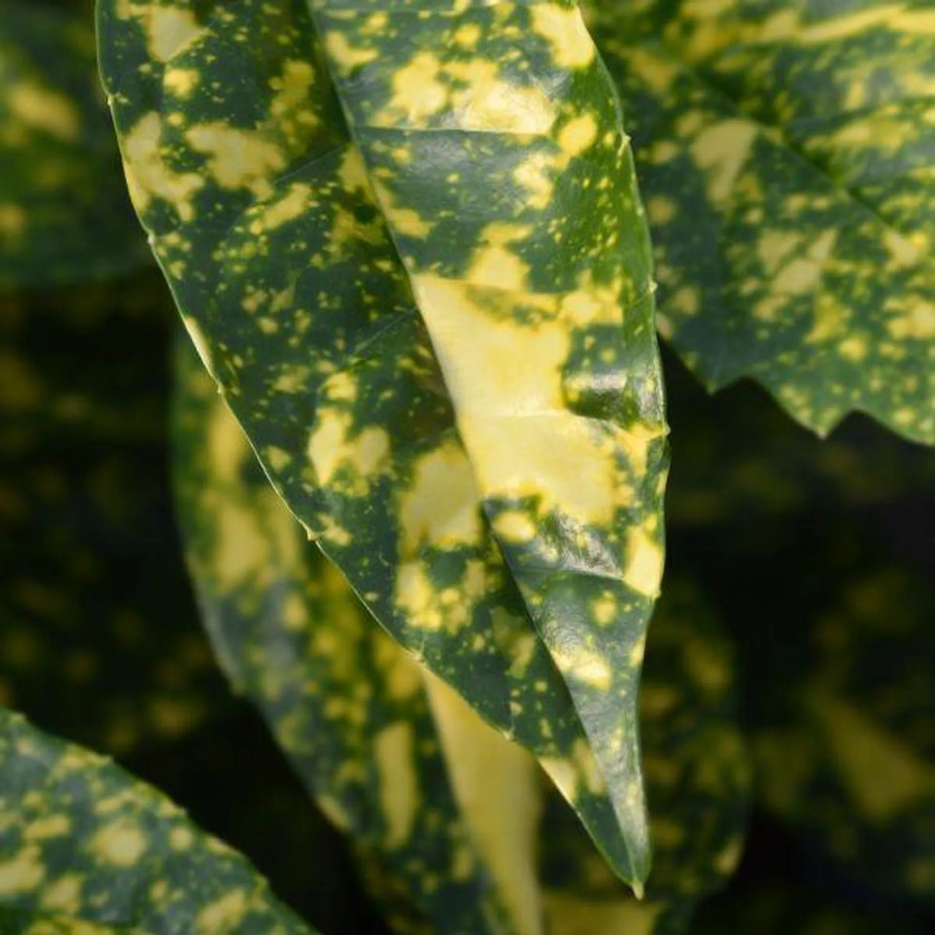 Aucuba 'Crotonifolia' 10 Litre