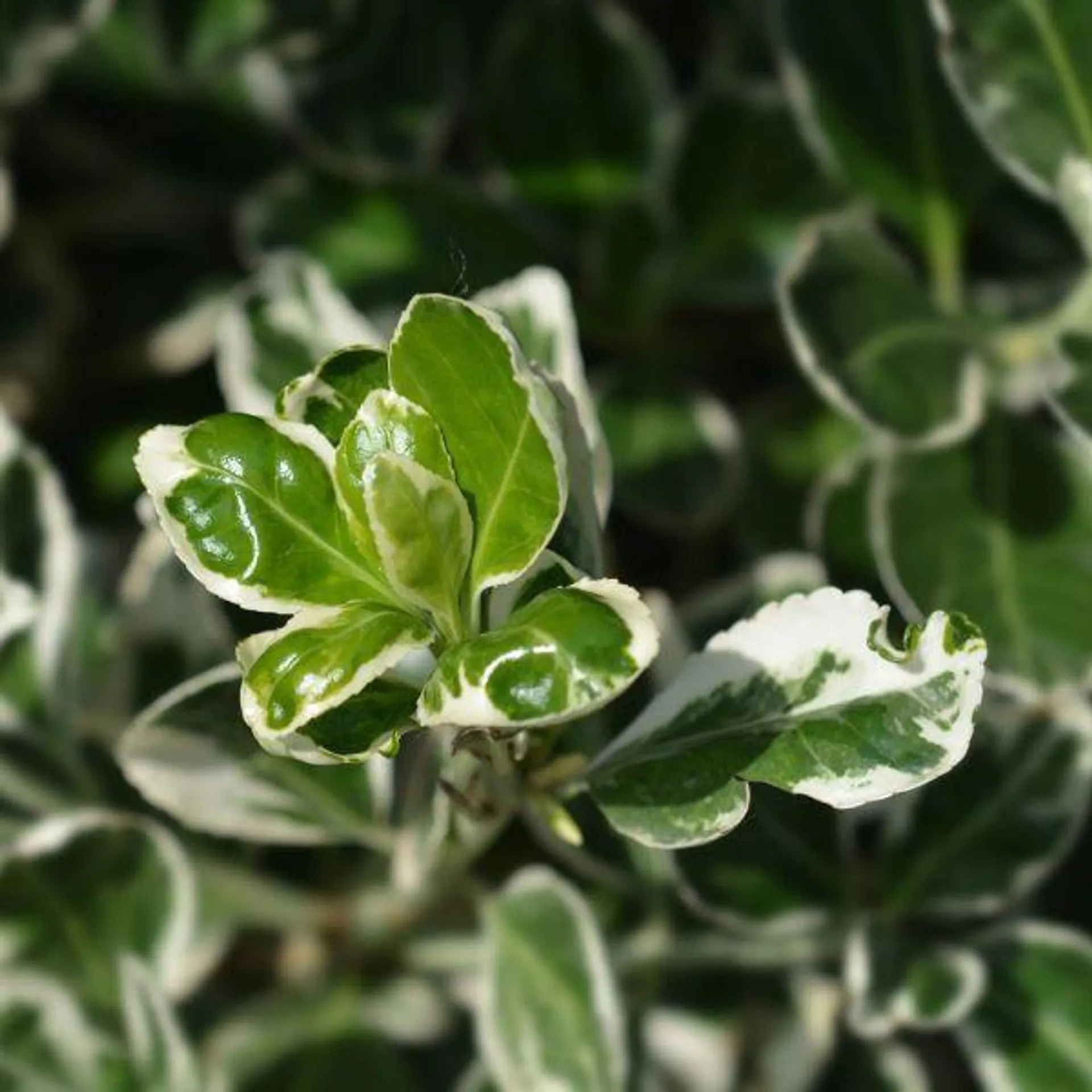 Euonymus Bravo 15 Litre