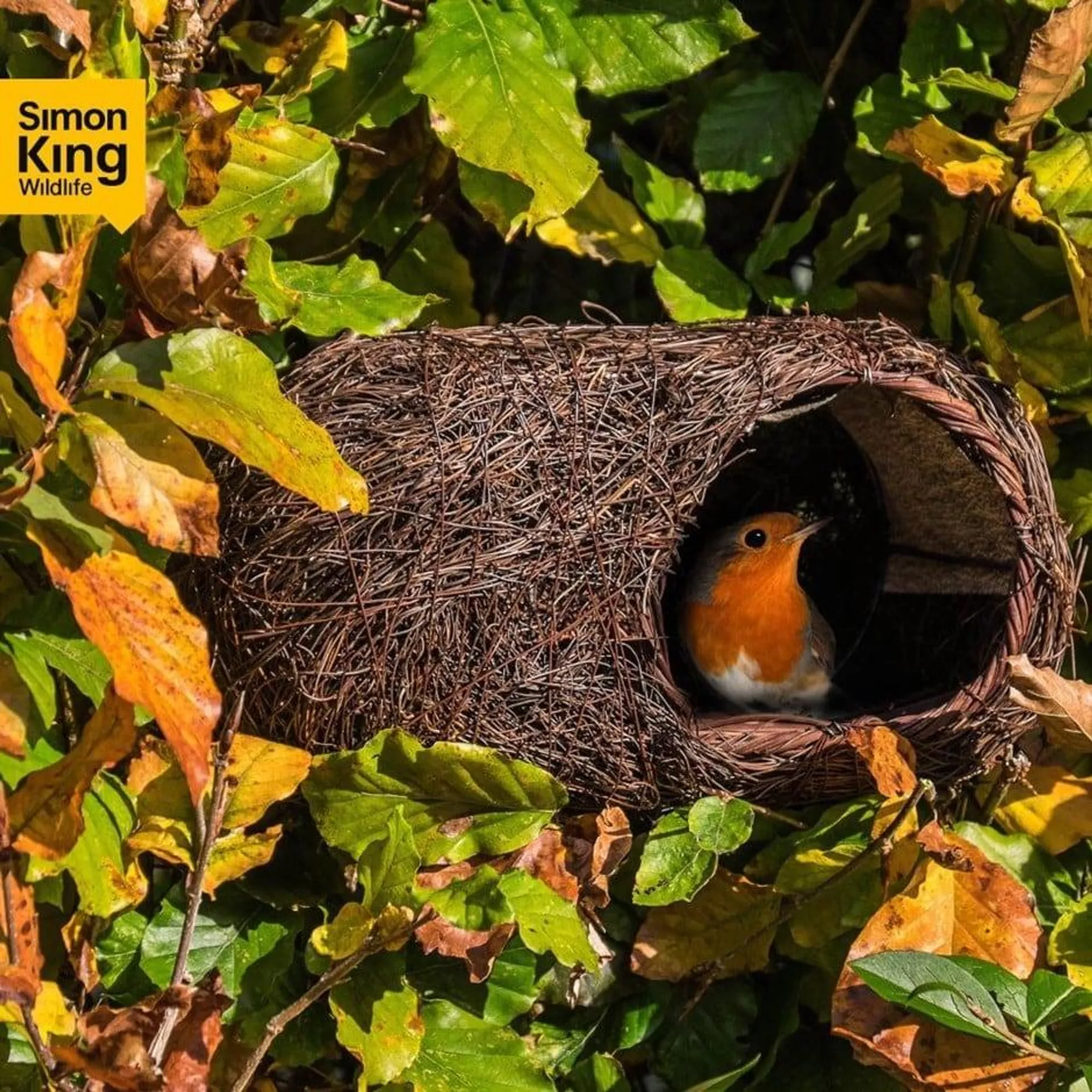 Brushwood robin nester