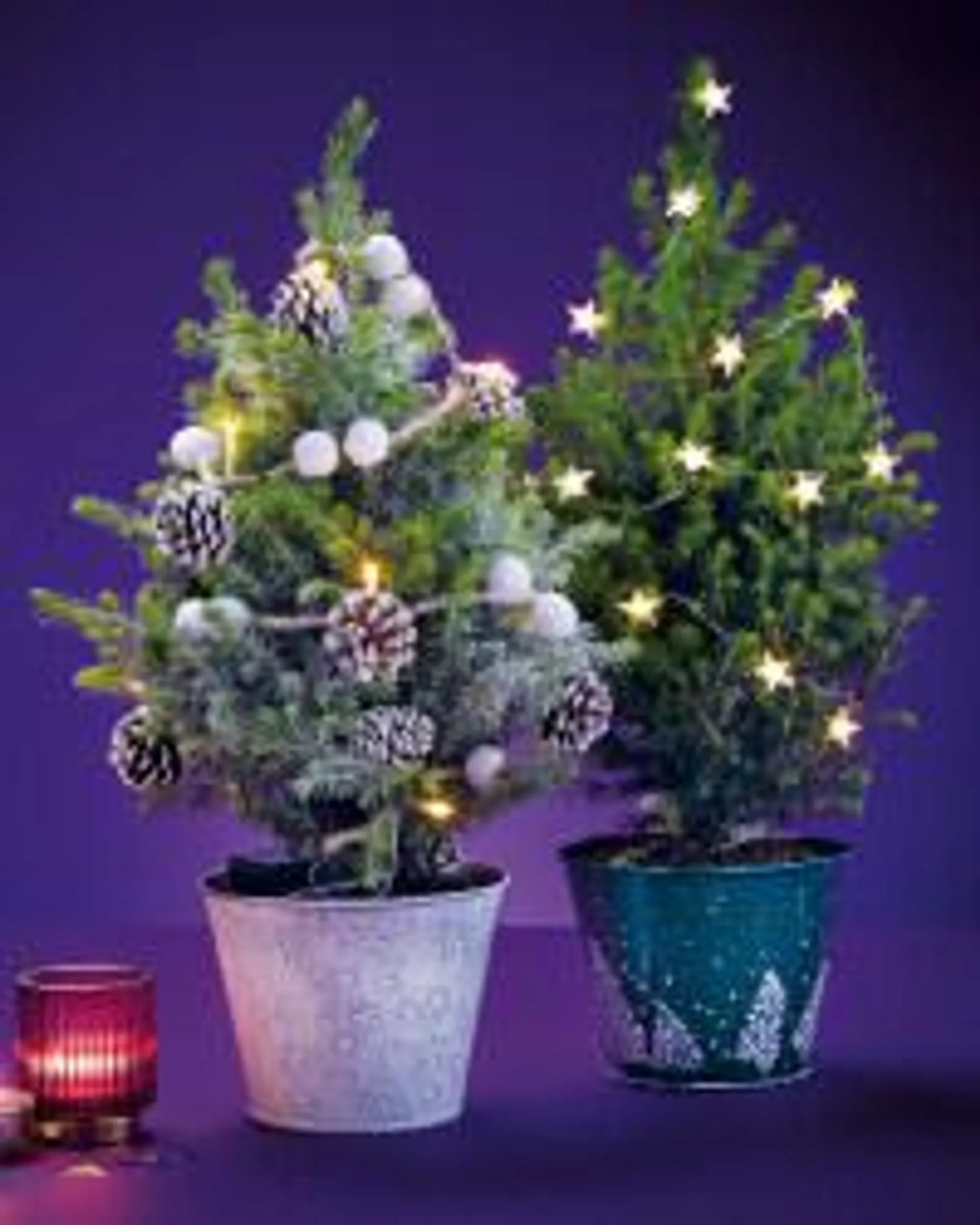 Picea Tree With Lights 15cm