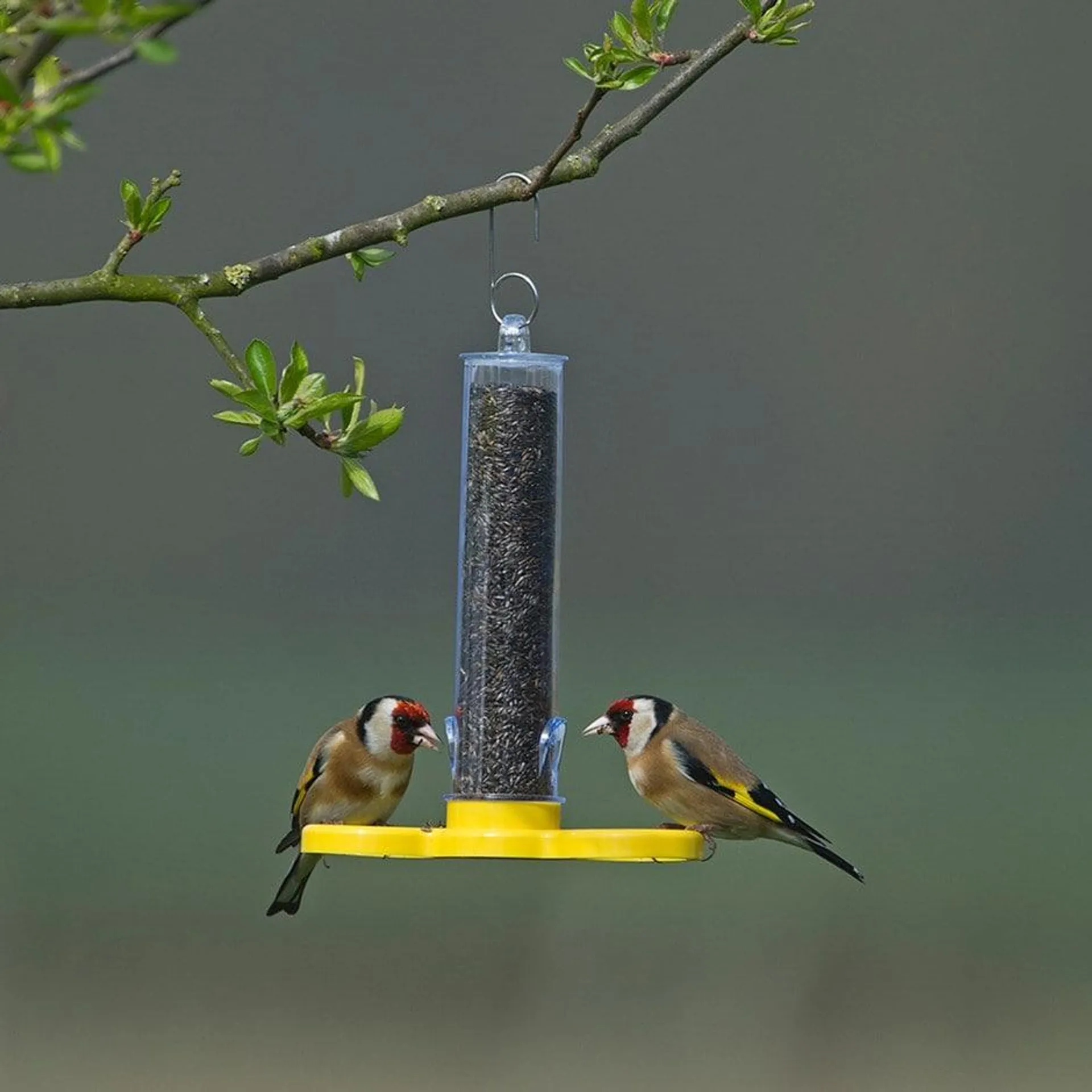 Goldfinch feeder tube - ready filled