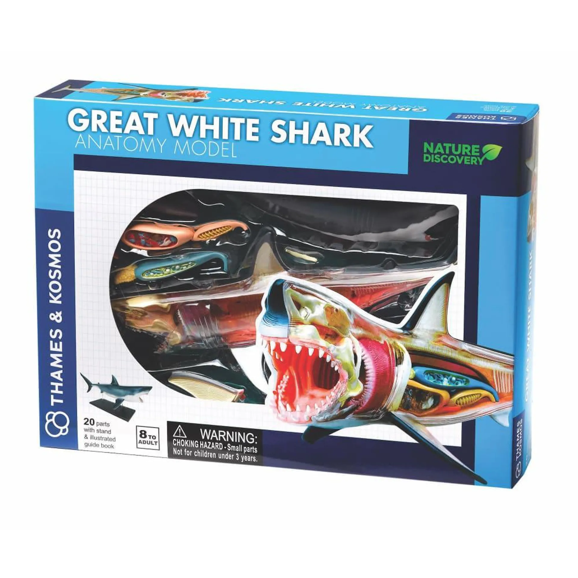 Great White Shark Anatomy Model