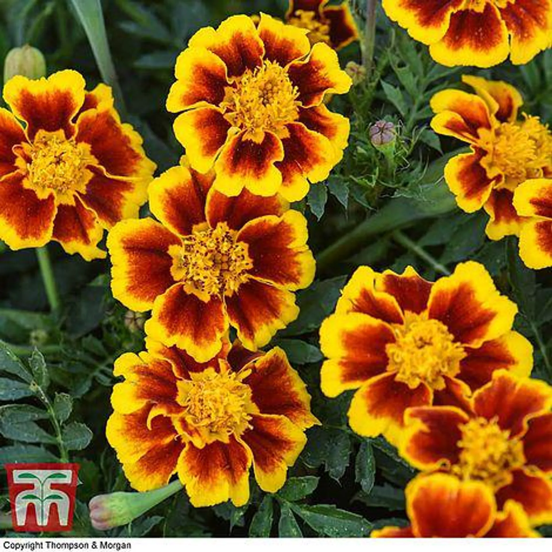 Marigold 'Single Legion of Honour' - Seeds