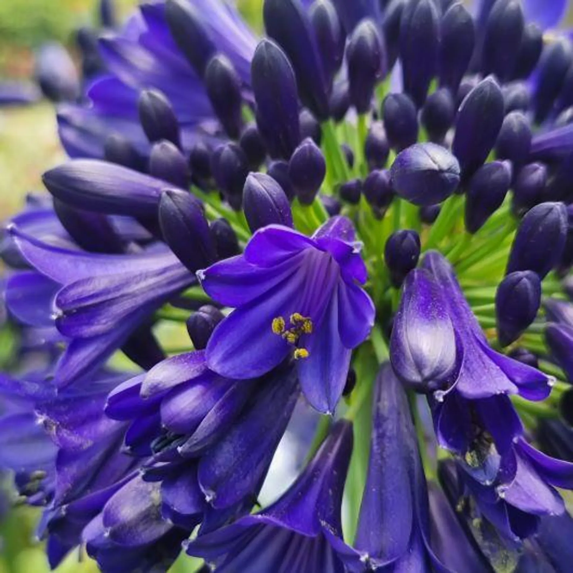 Agapanthus ‘Midnight Sky’ 2L