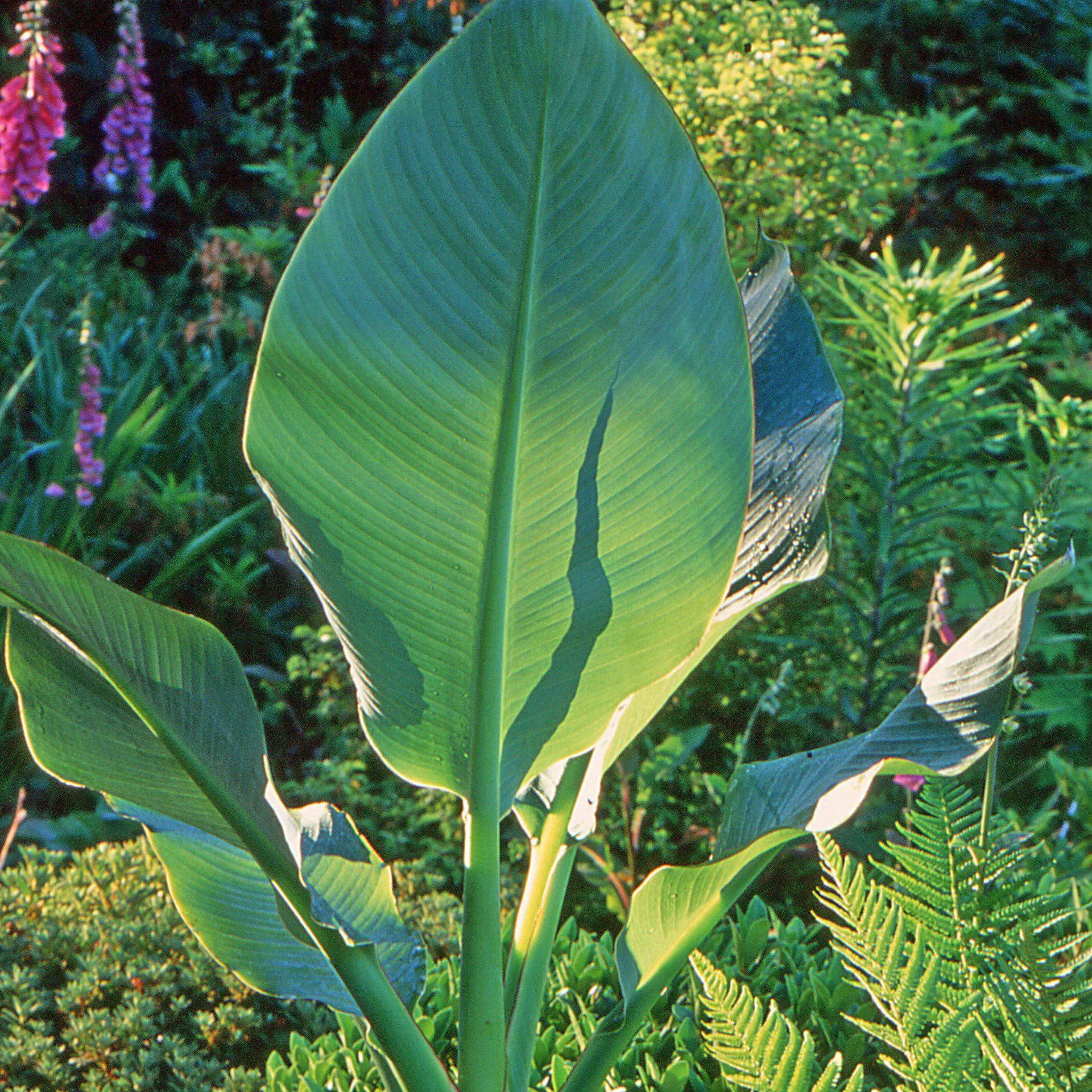 Musa lasiocarpa