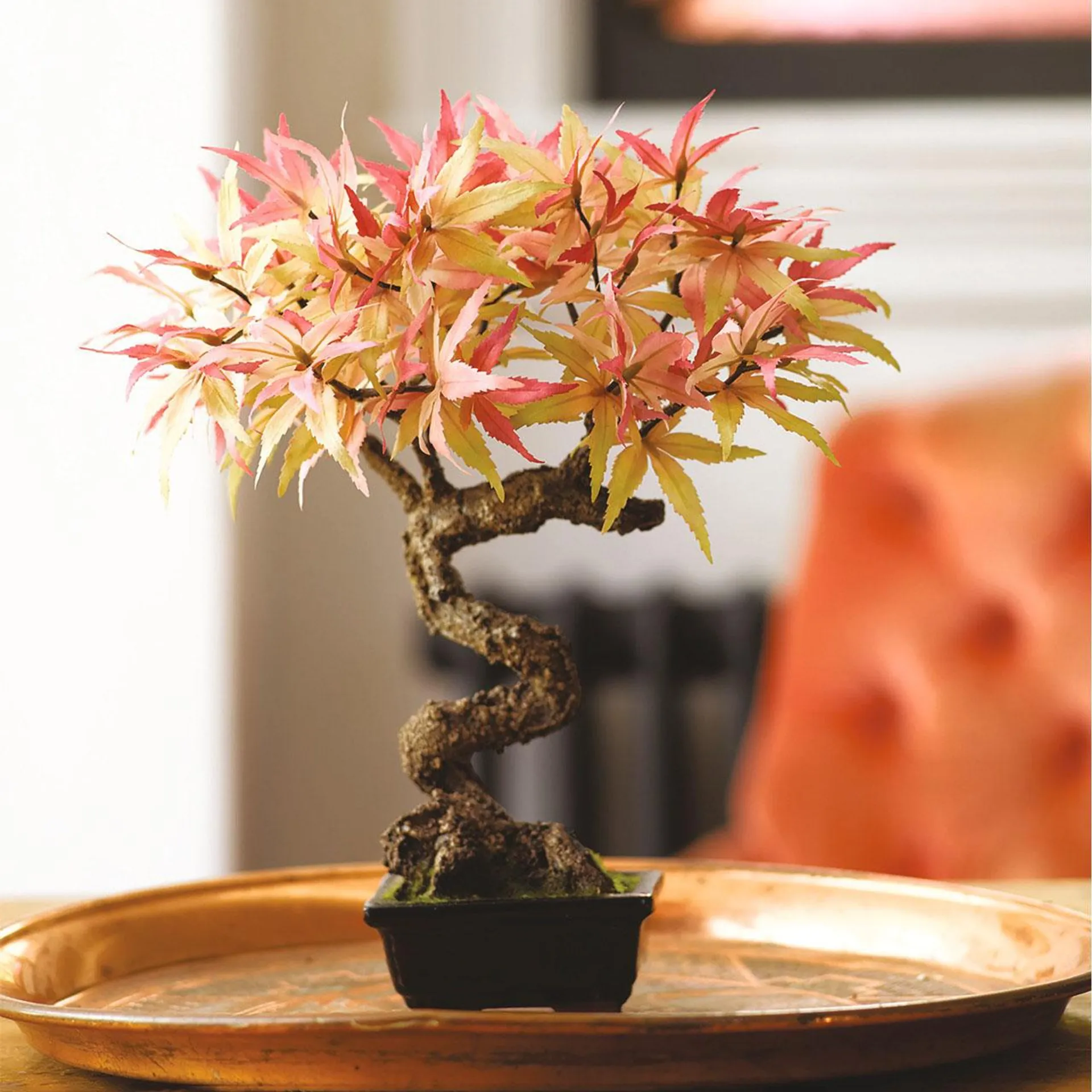 Maple Bonsai in 1colour