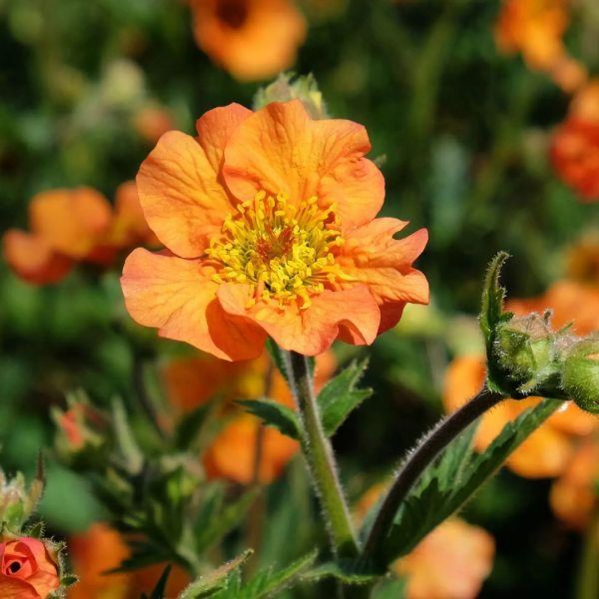 Geum Totally Tangerine 3 Litre