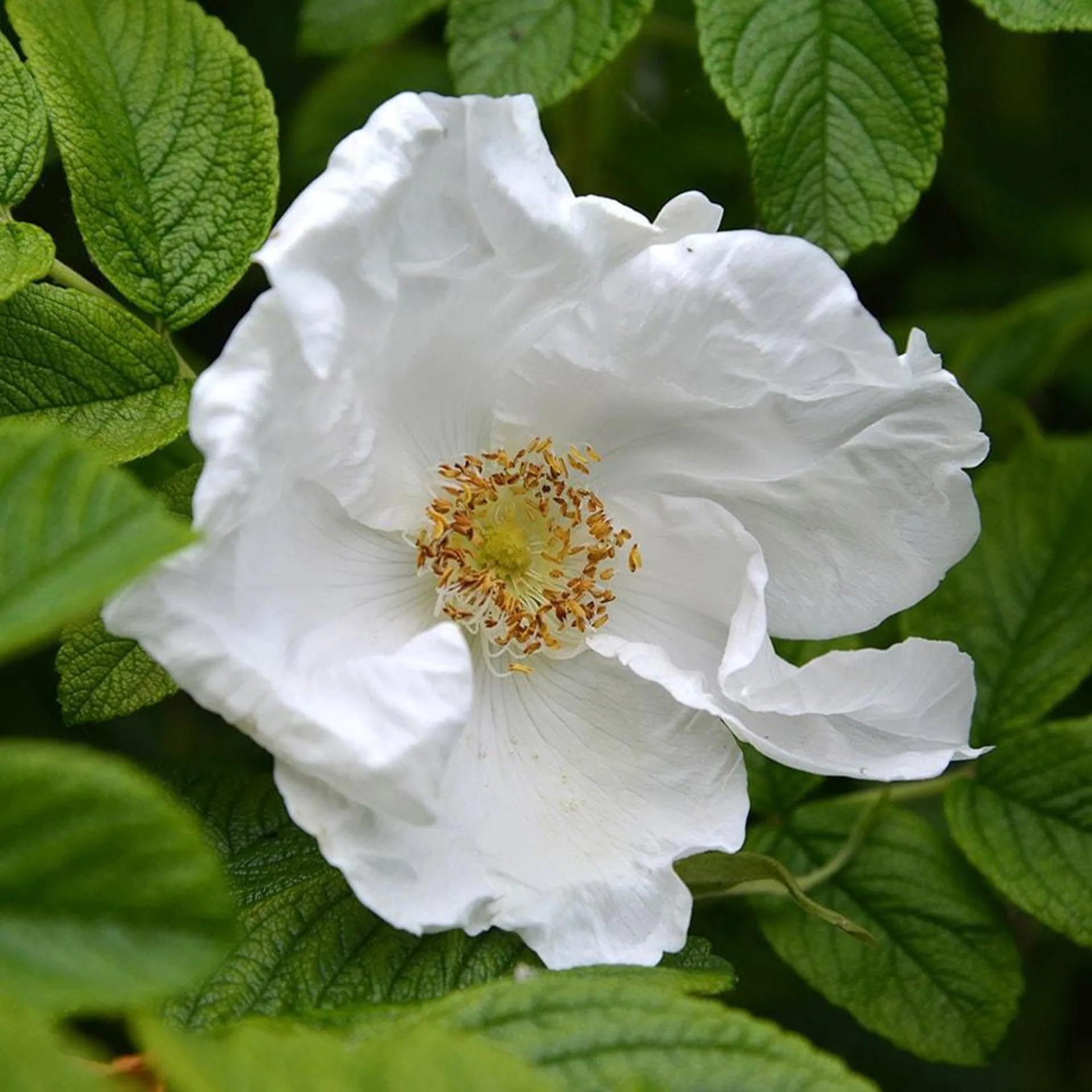 white rose hedge Rosa rugosa Alba