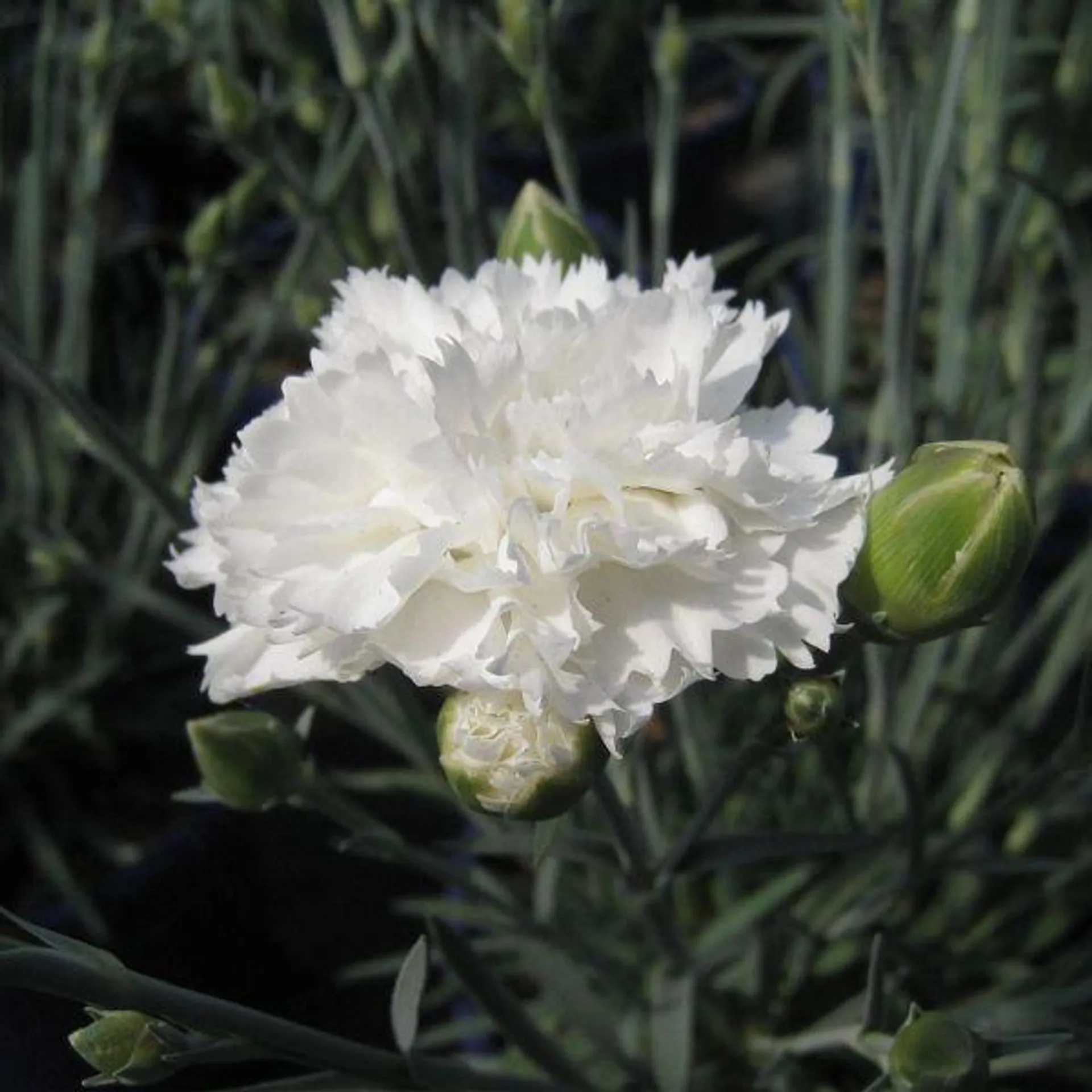 Dianthus Memories 1.5 Litre