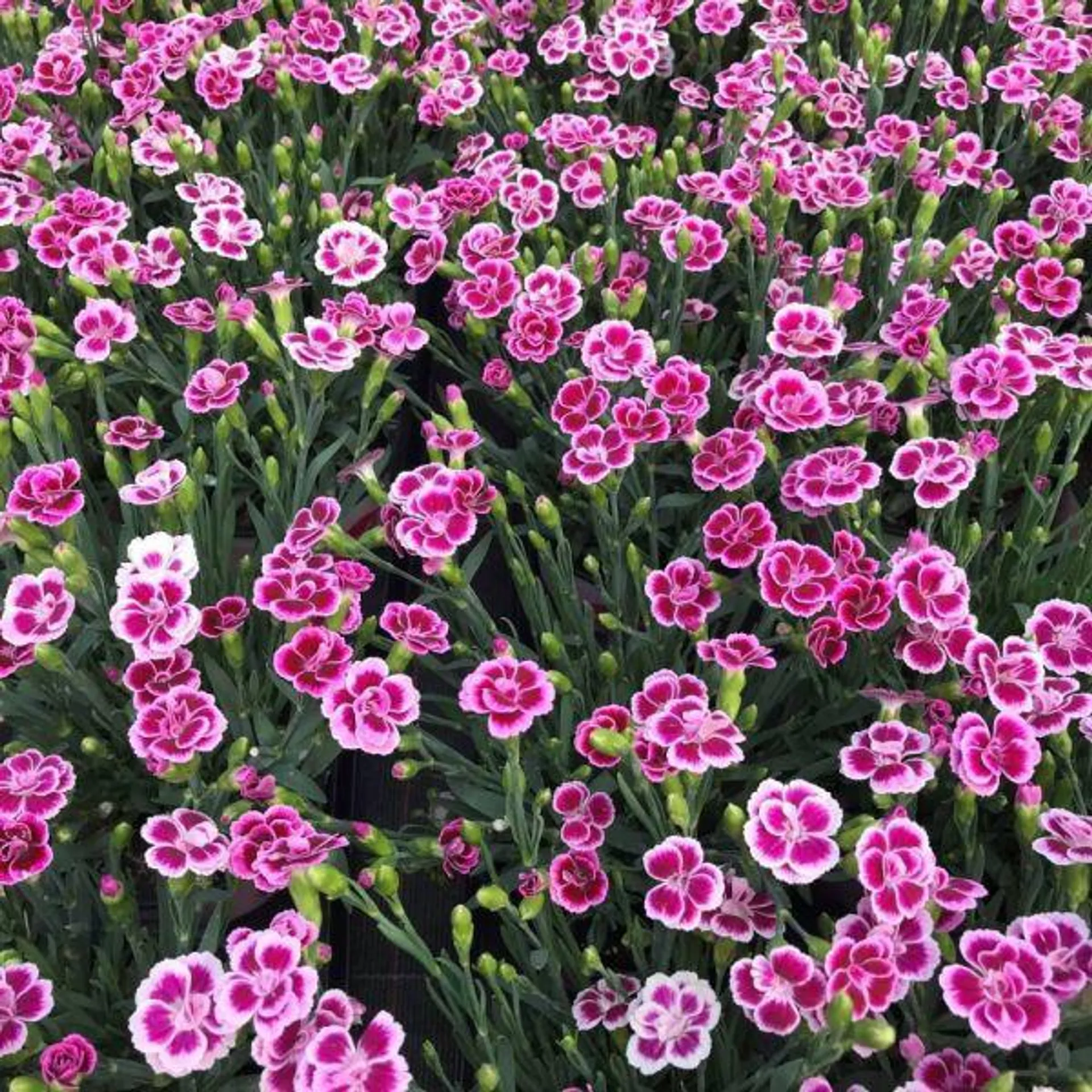 Dianthus 'Pink Kisses' - Jumbo 6 Pack