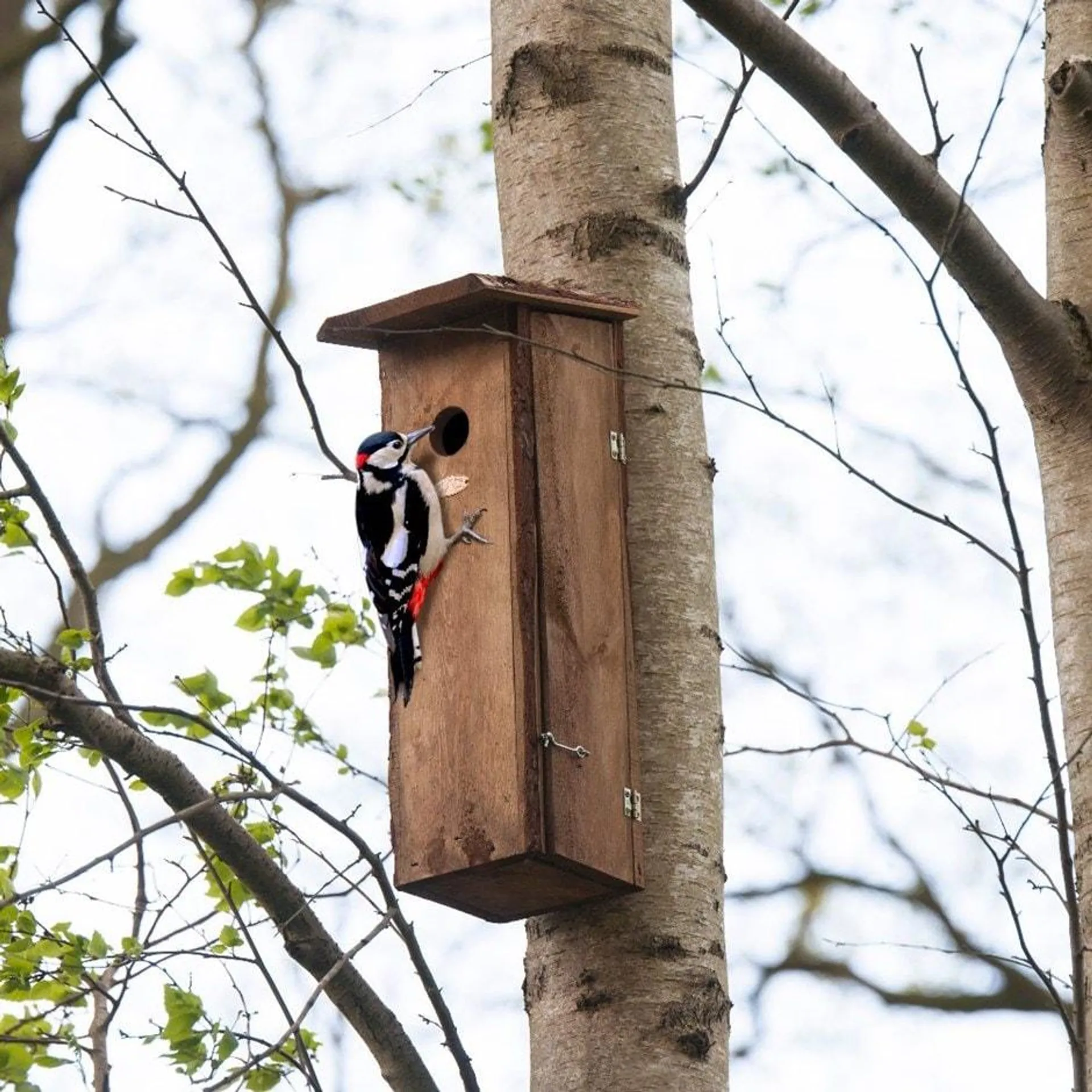 Woodpecker large bird house