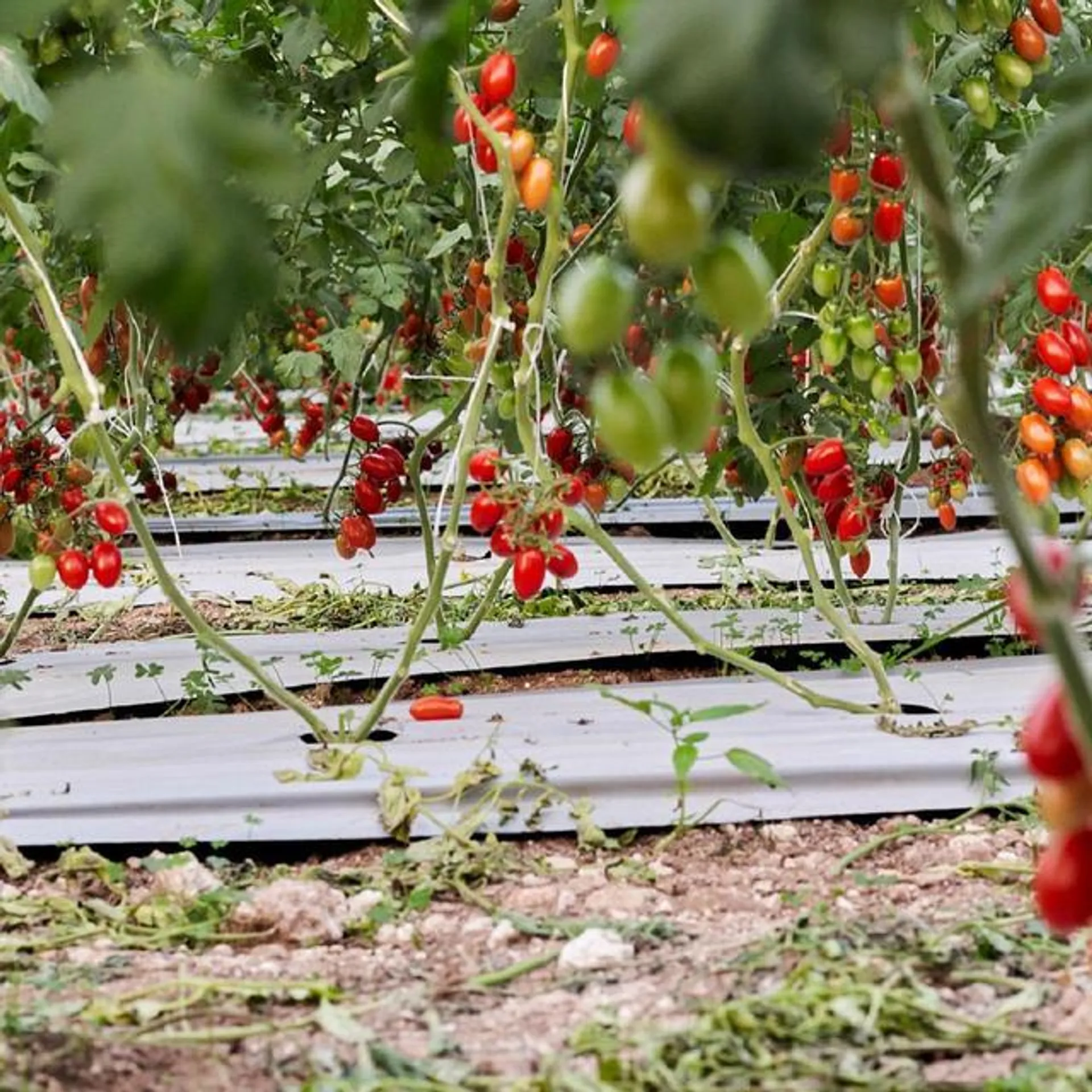 Natoora Sicilian Datterini Tomatoes