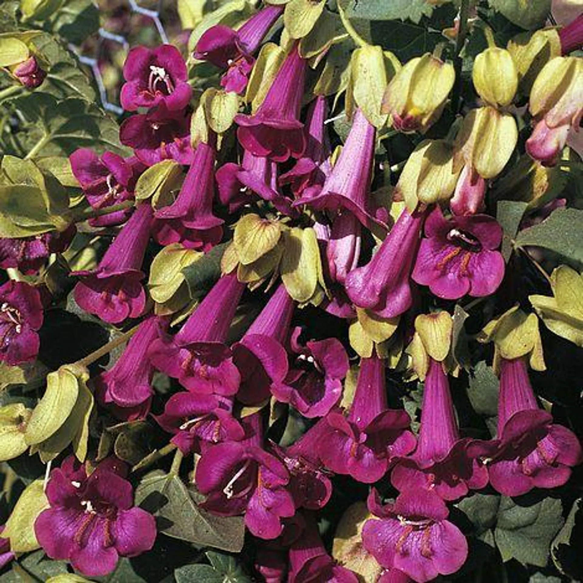 Asarina purpusii 'Victoria Falls' - Seeds