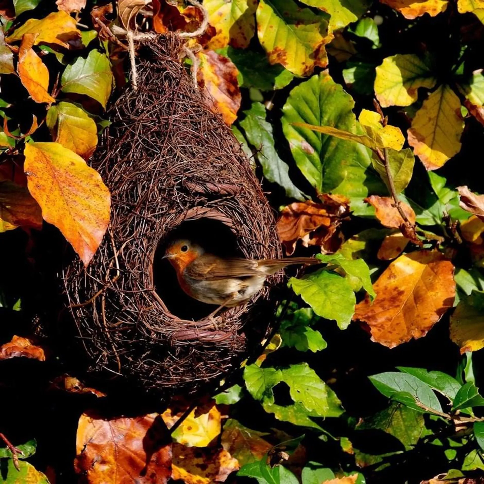 Giant roost robin nester