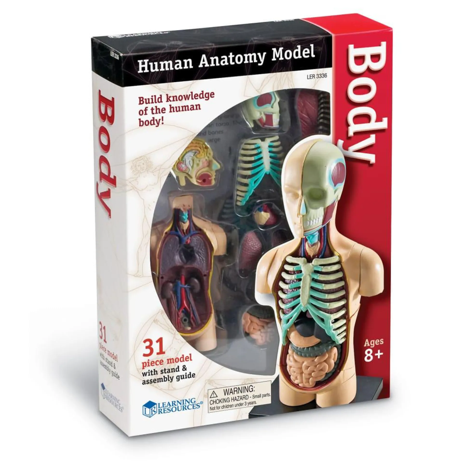 Learning Resources Human Body Anatomy Model