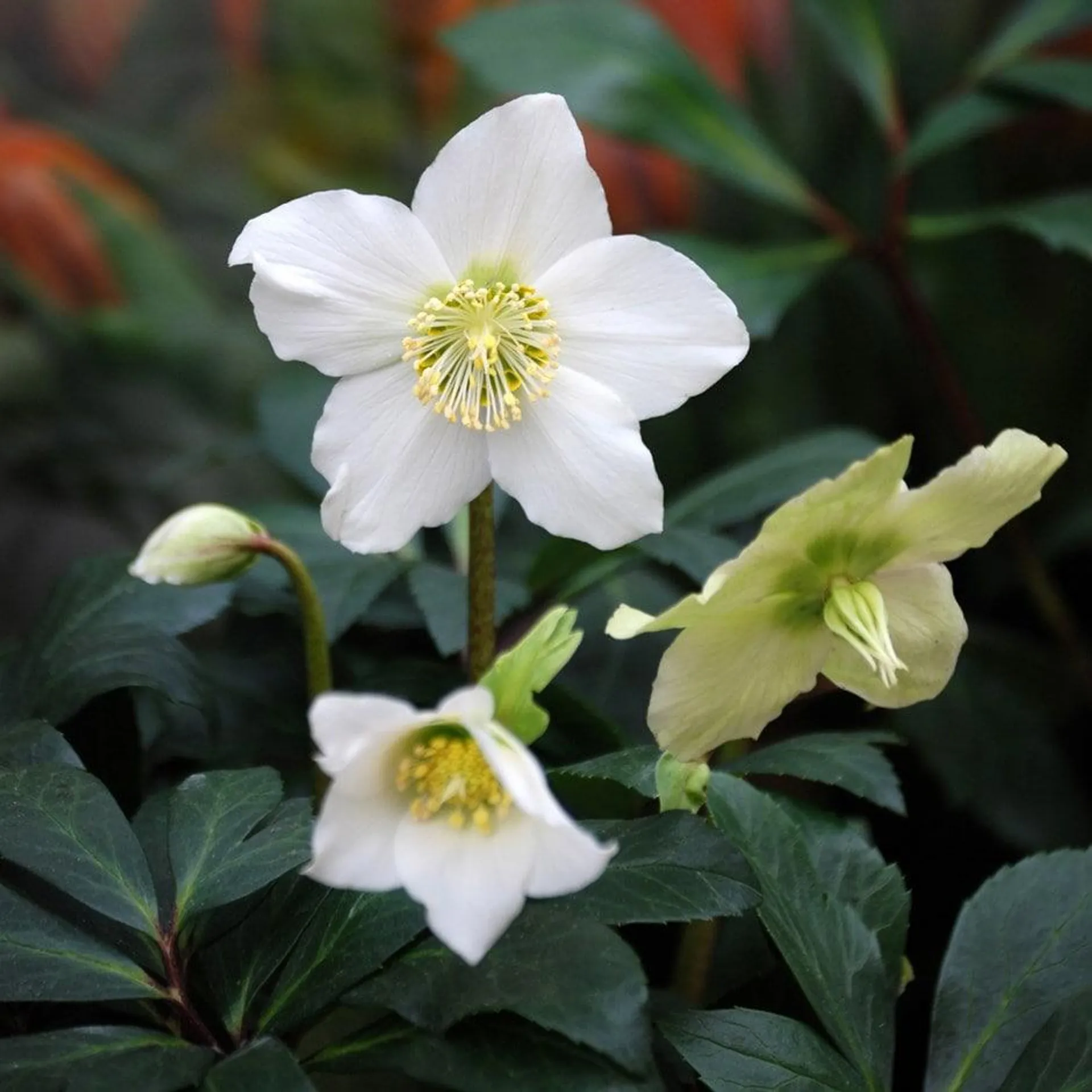 Helleborus niger