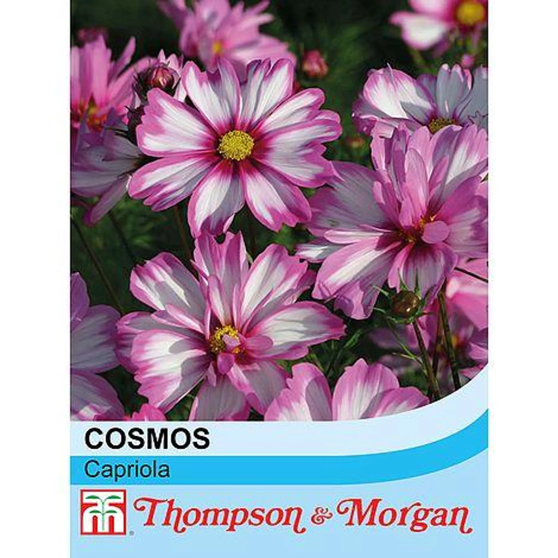 Cosmos bipinnatus 'Capriola' - Seeds