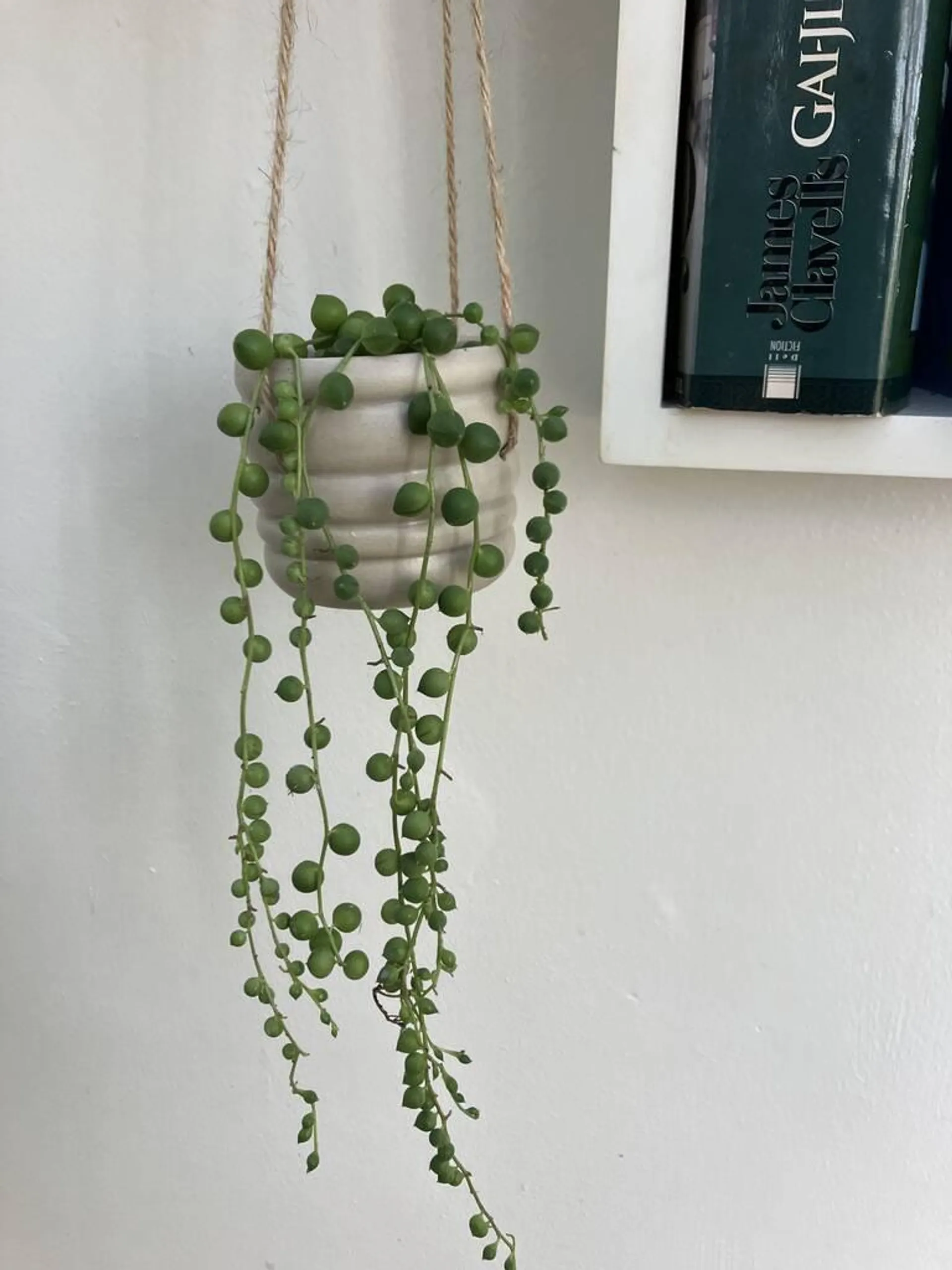 String Of Pearls Trailing House Plant In 6cm Pot