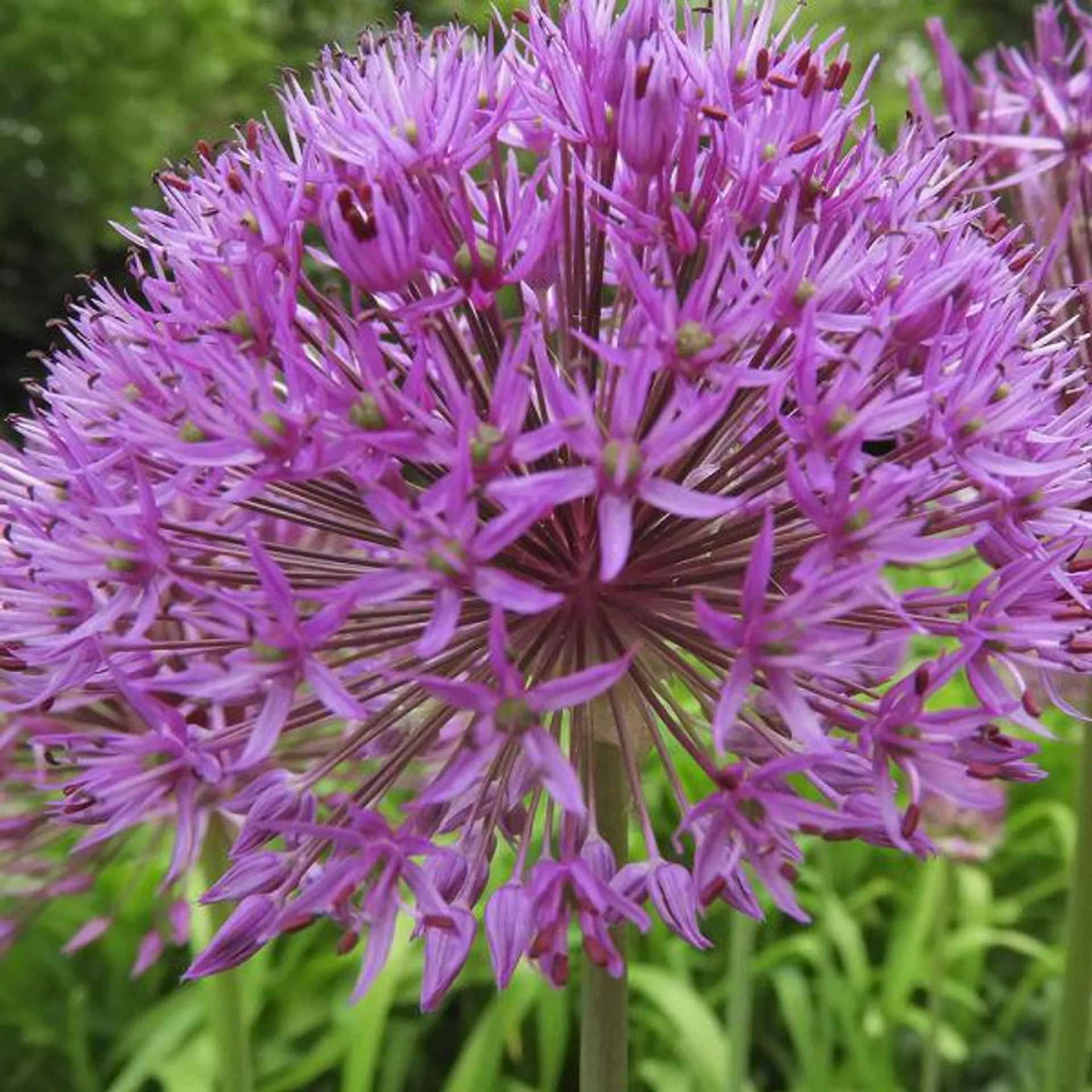 Allium Violet Beauty 2 Litre