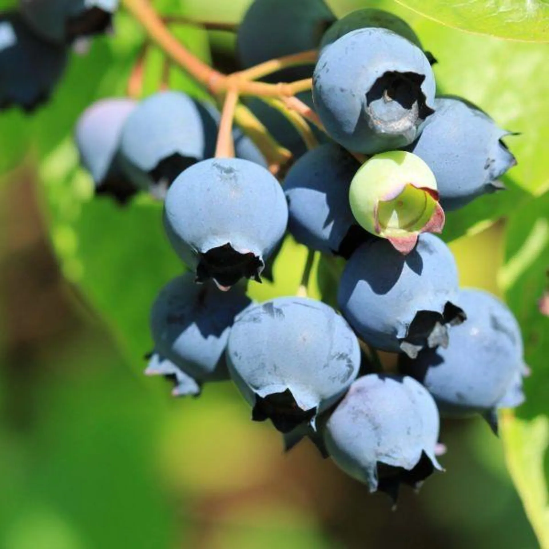 Vaccinium (Blueberry) 'Alvar' 3 Litre