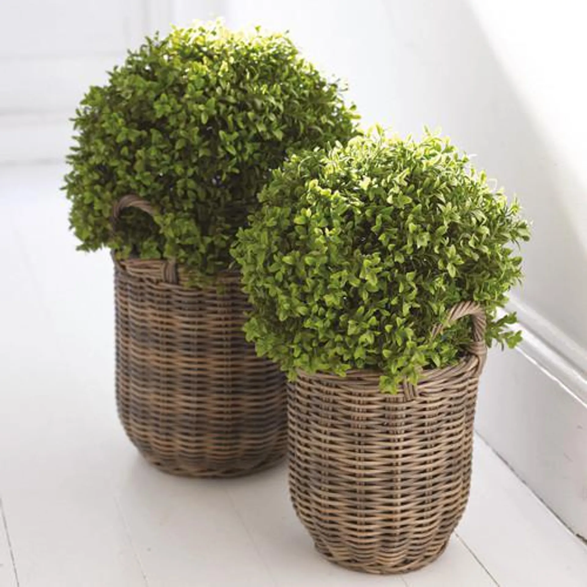 Medium Boxwood Ball Topiary