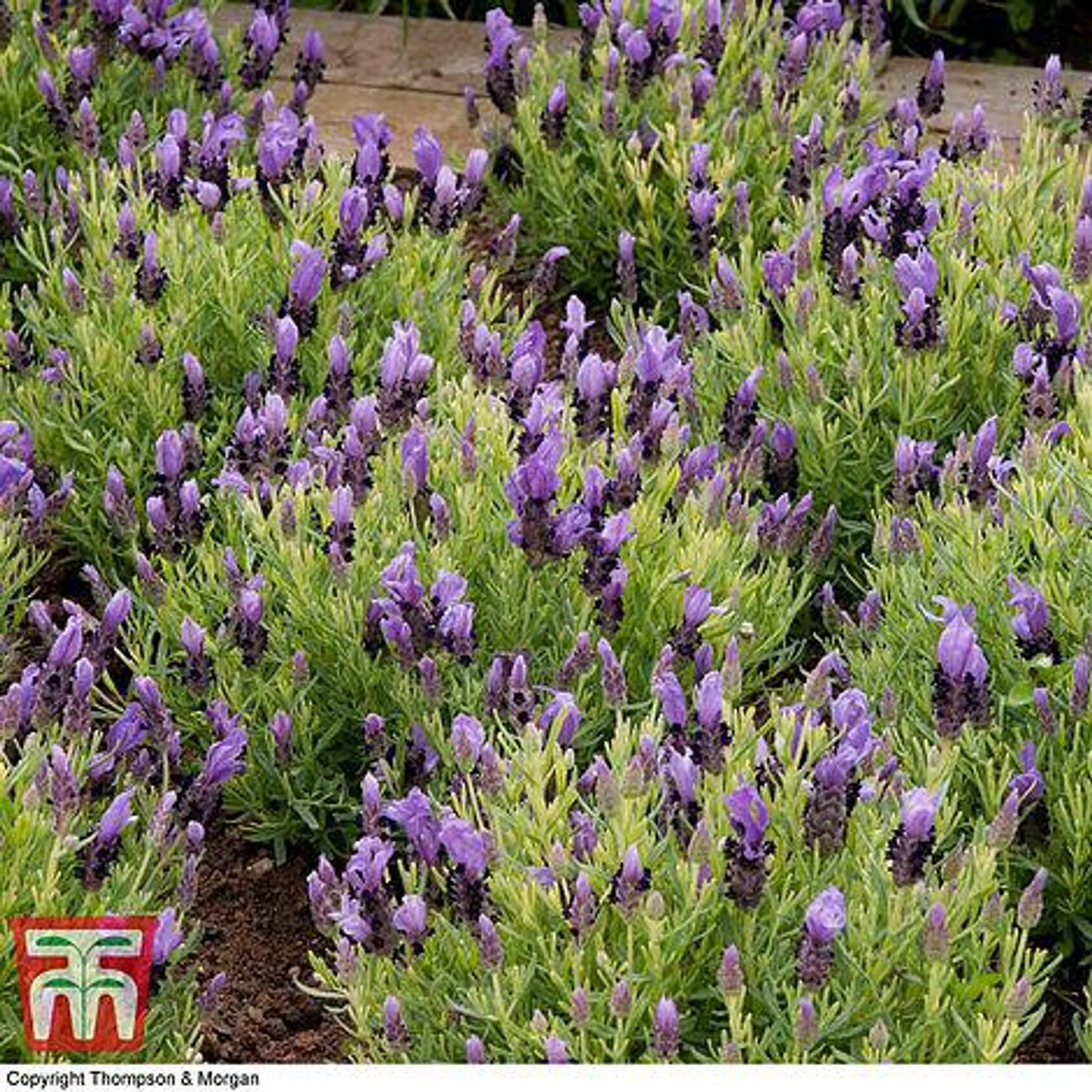 Lavender stoechas 'Bandera Purple' - Seeds