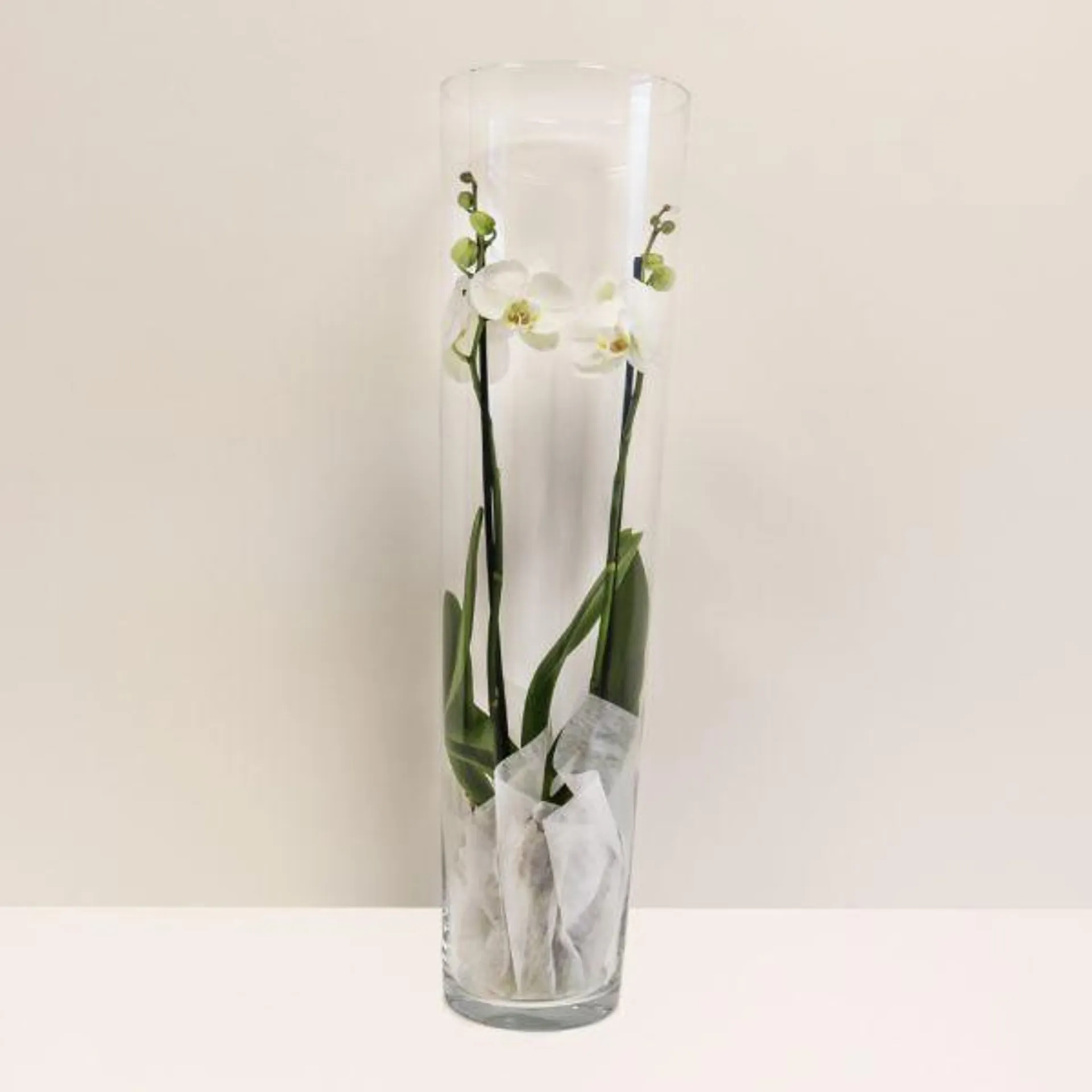 Orchid in a Glass - 2 Stem